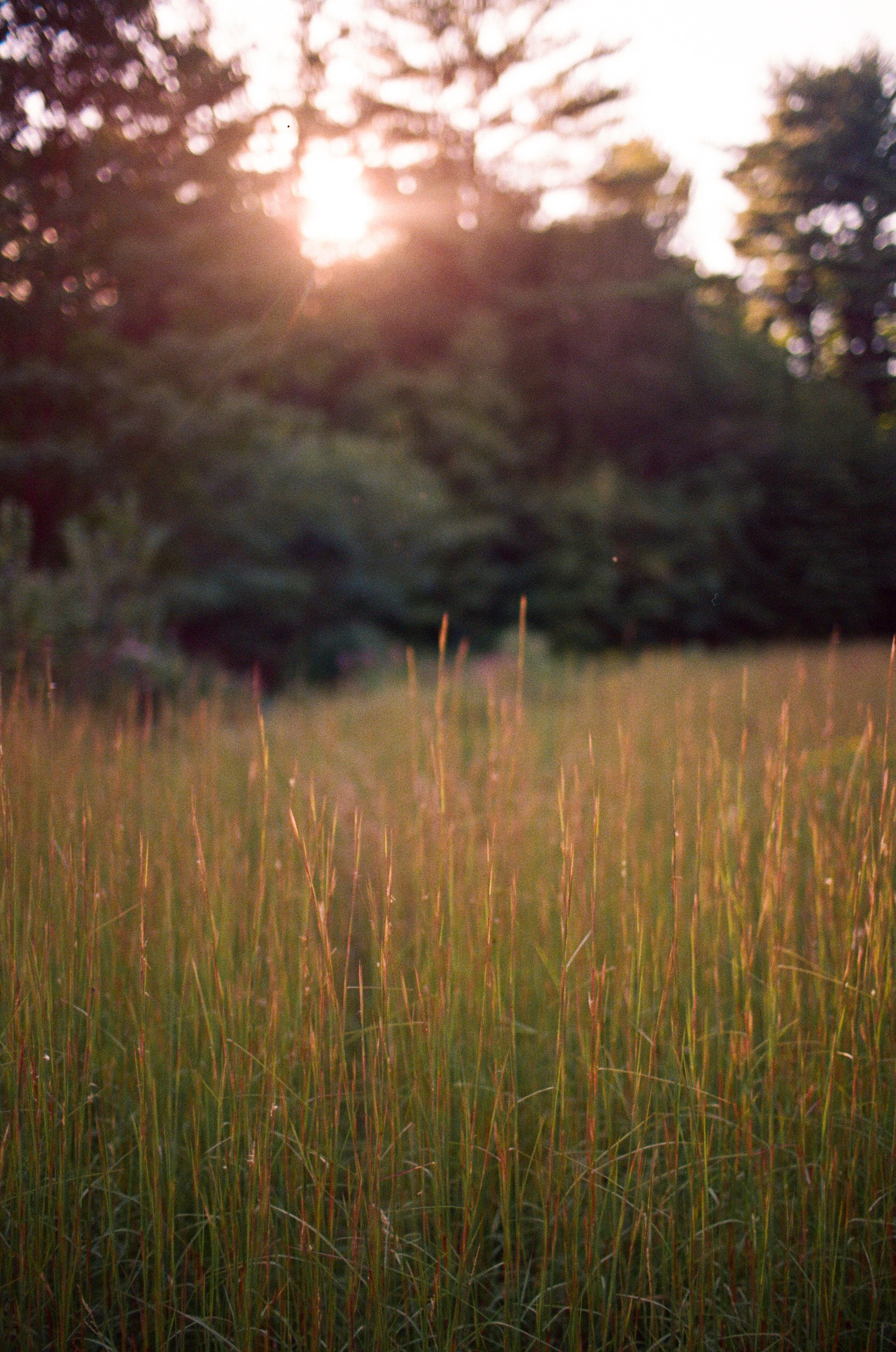 A tall grassy field at sunset 