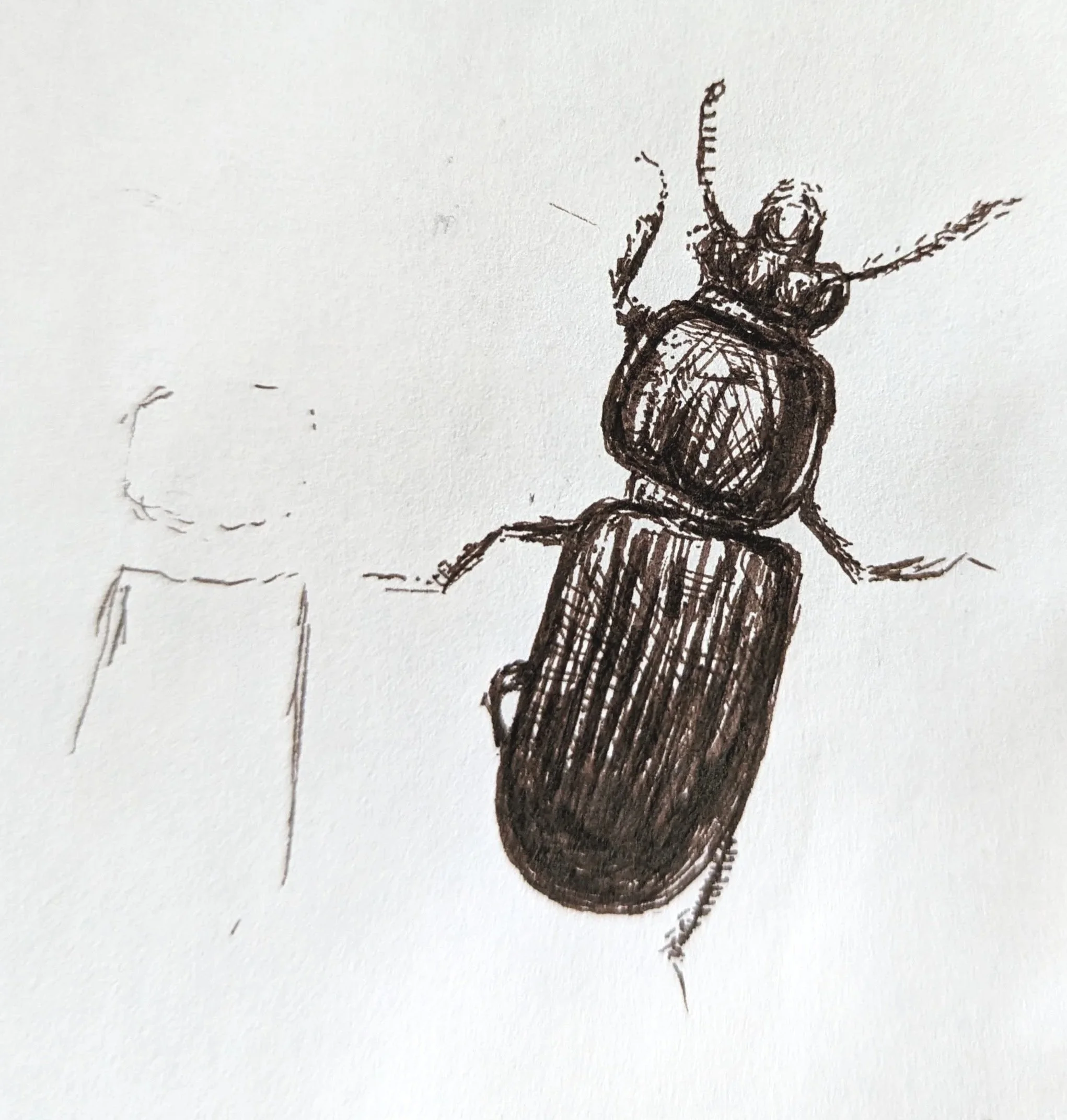 "Leatherback" Pen on Paper 4"x 4" January 2023