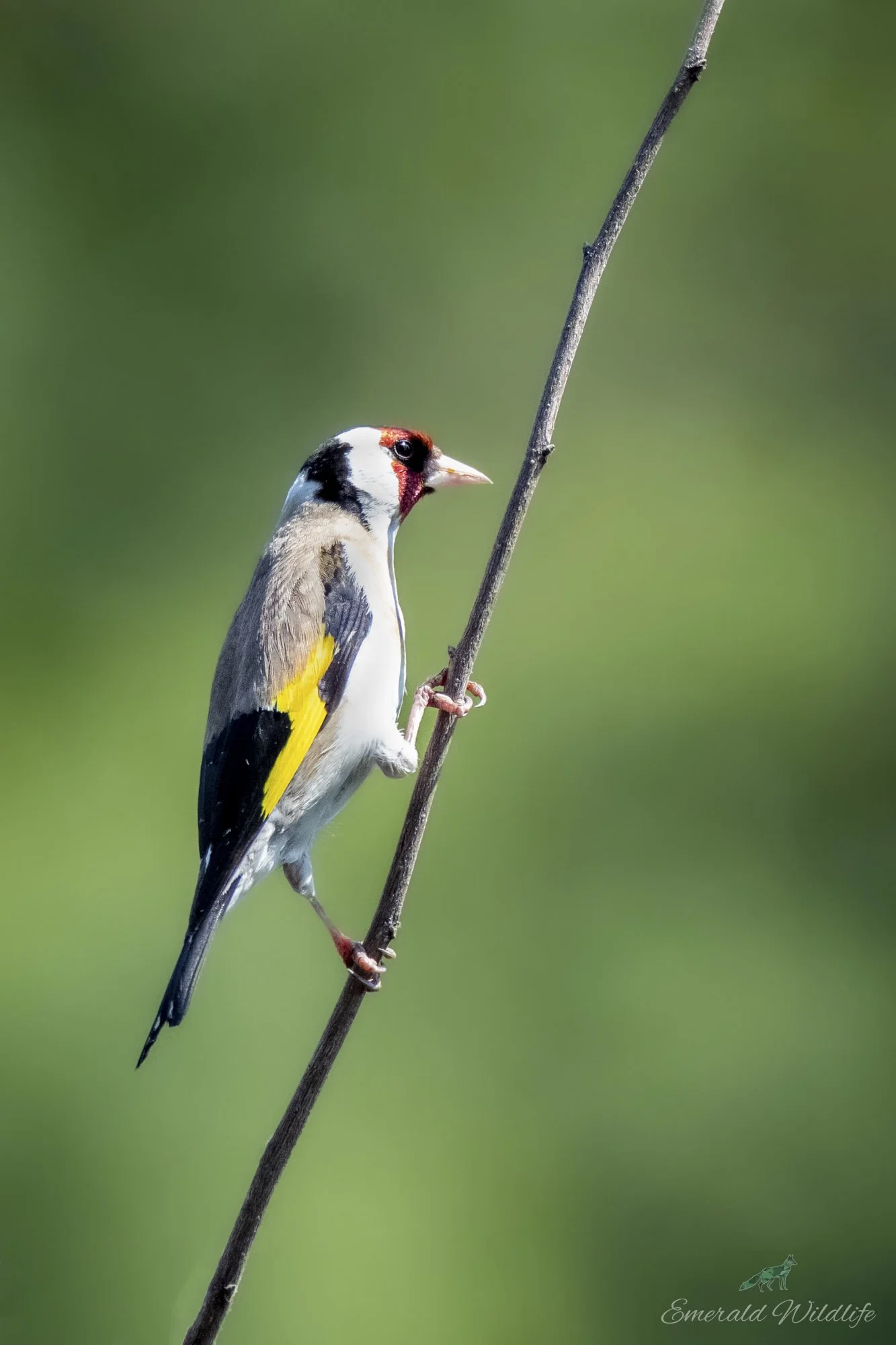 goldfinch2.jpg