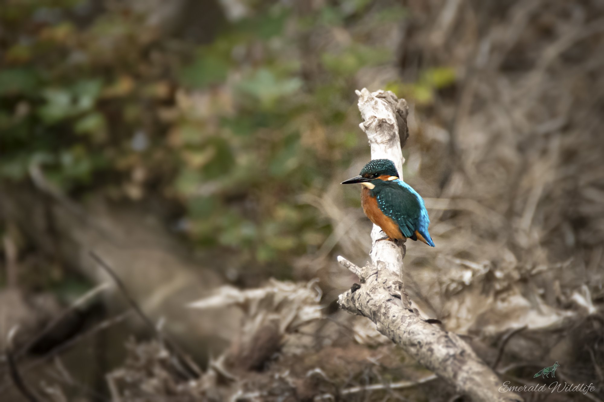 DSC_0997-Edit.jpg