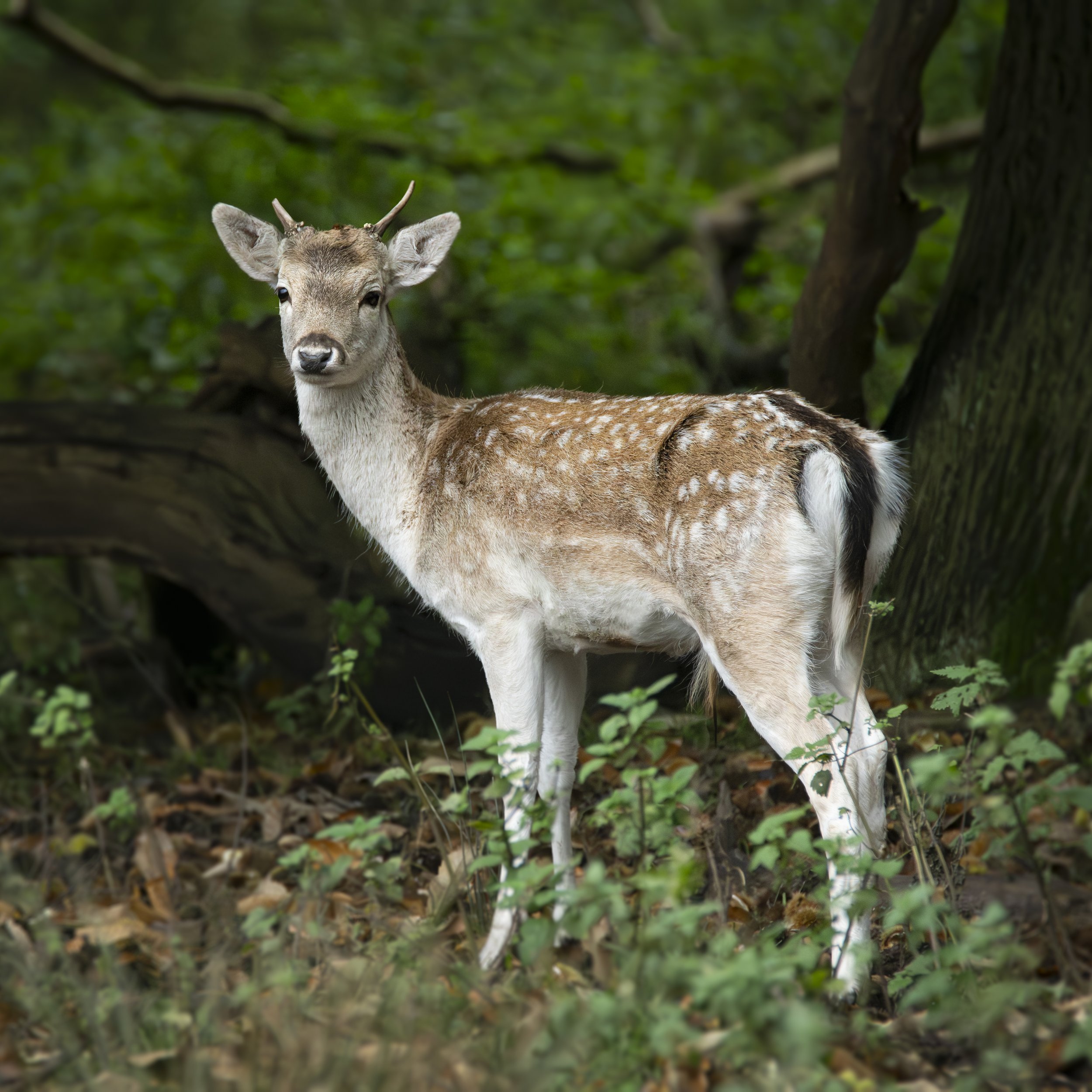 Fallow_Deer_fawn.jpg