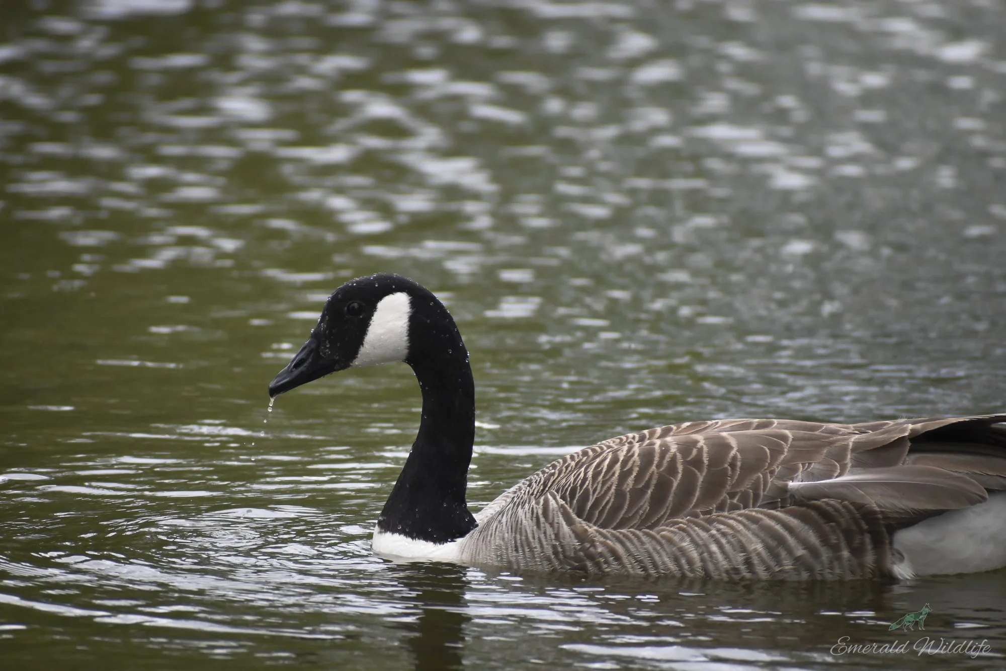 DSC_0625.jpg