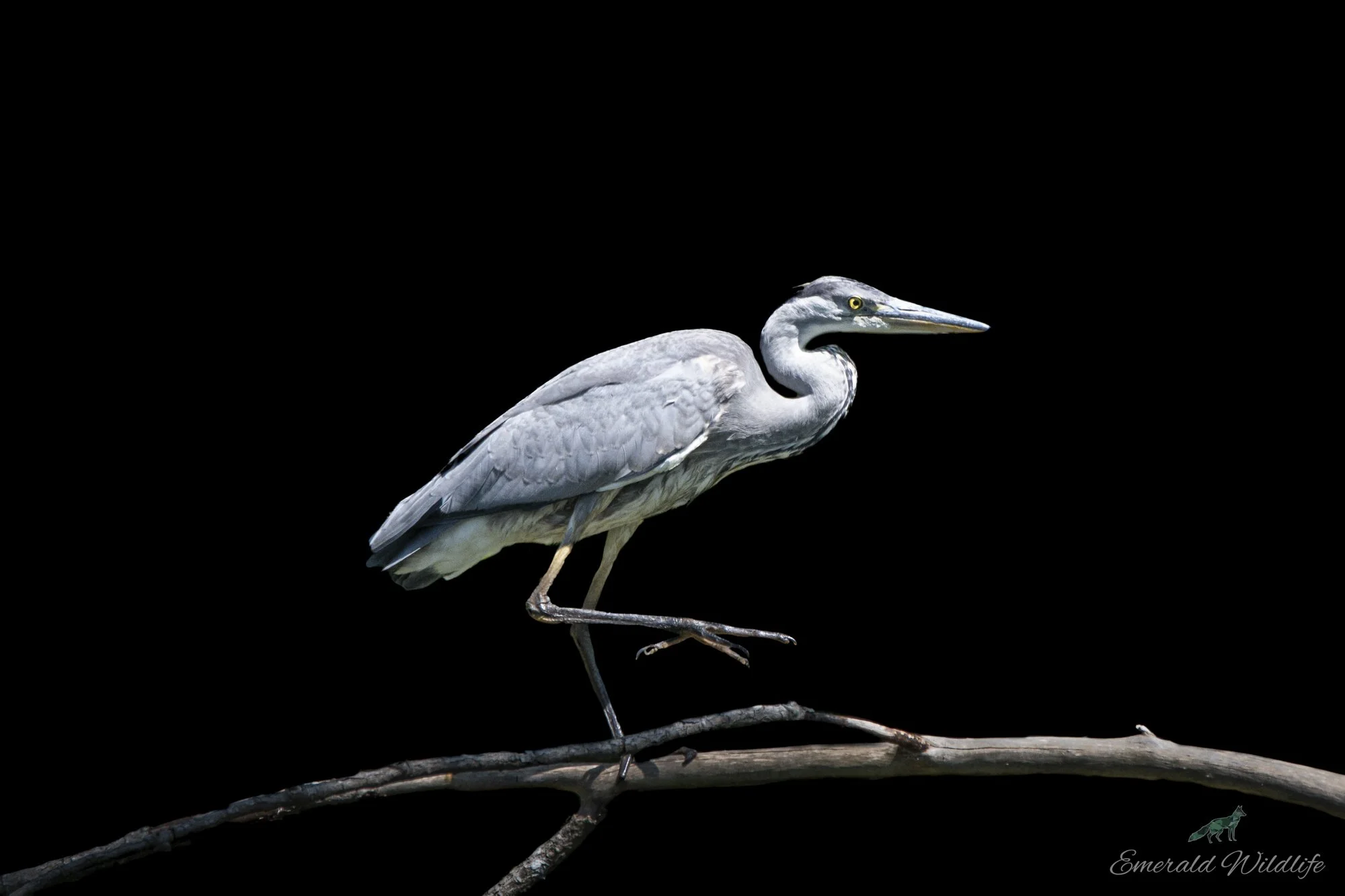 DSC_0631.jpg