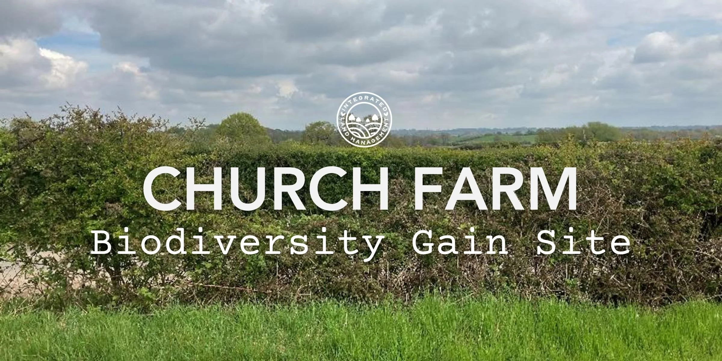 A line of hedgerows at Church Farm biodiversity gain site