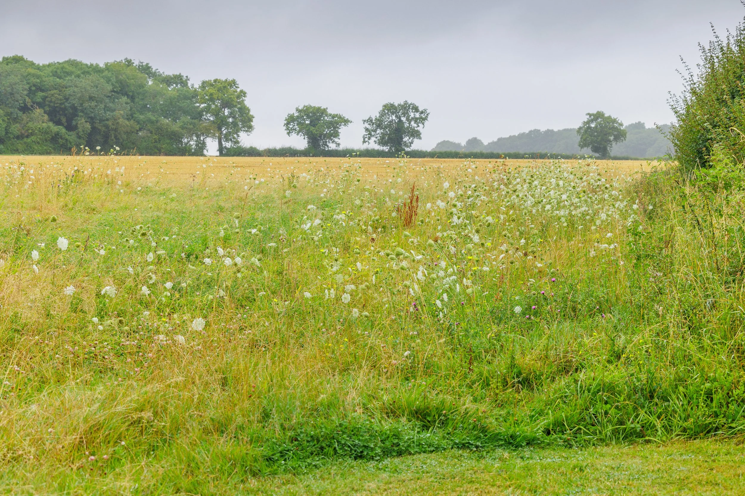 Summer Home Close.jpg