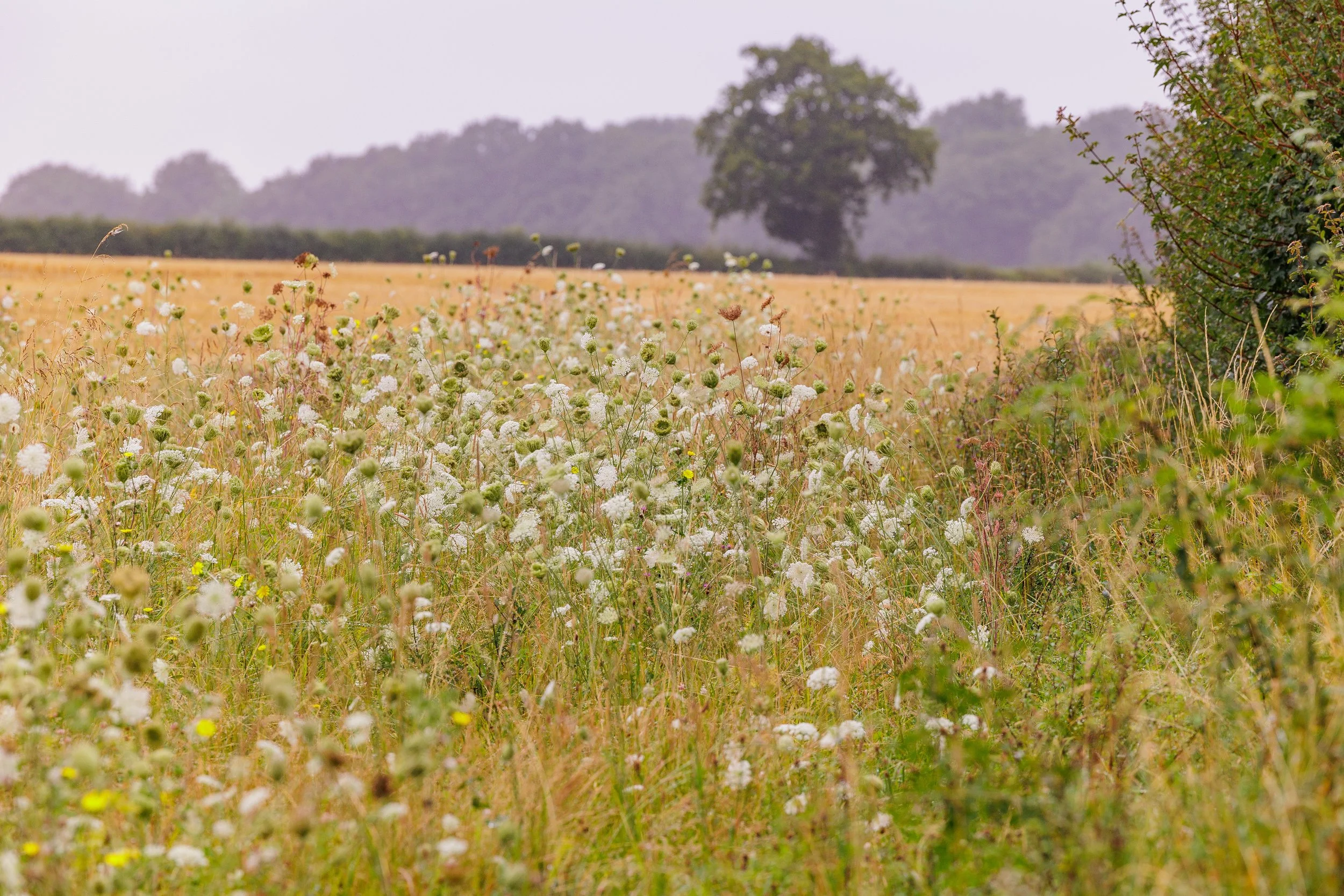 Midloe Grange | BNG Units in Huntingdonshire