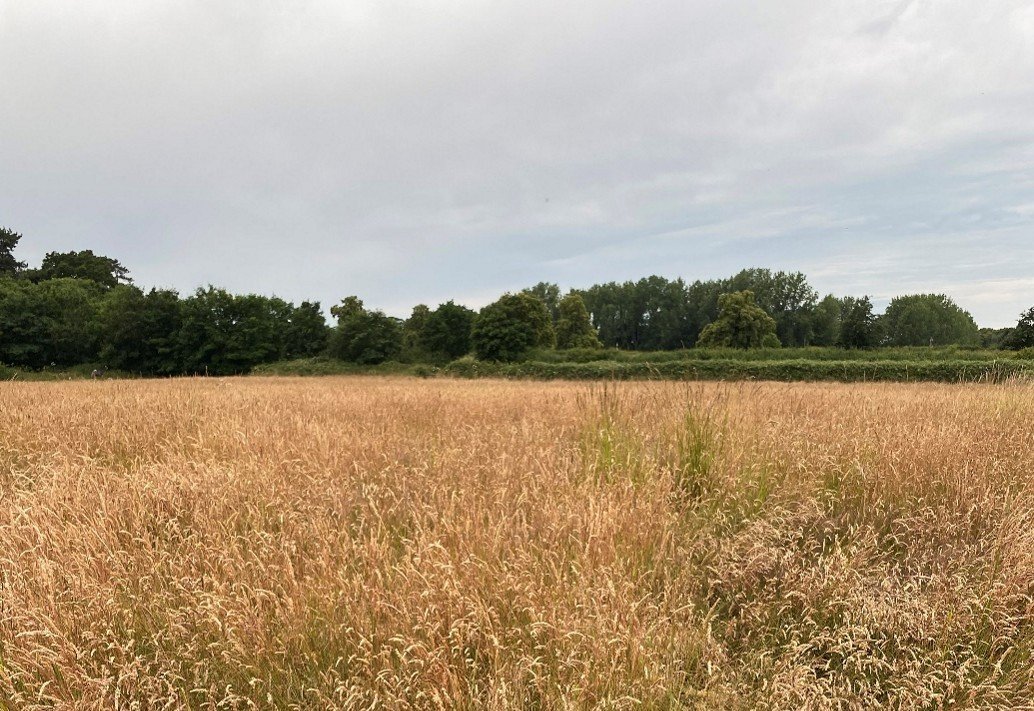 Orchard Project Area - Copy.jpg