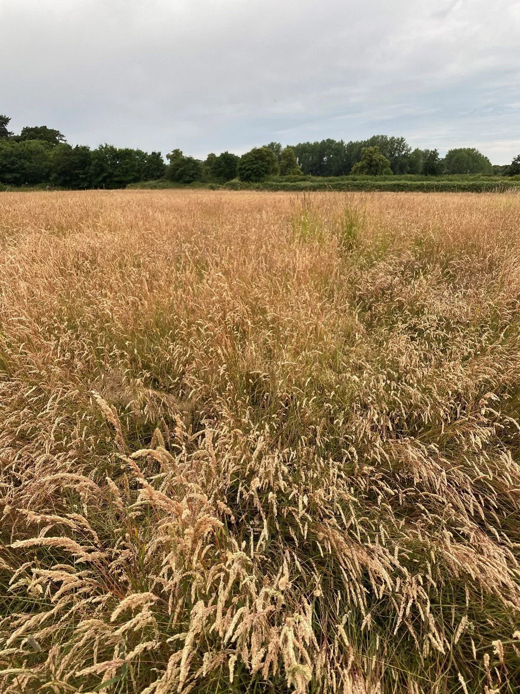 Orchard Project Area.jpg