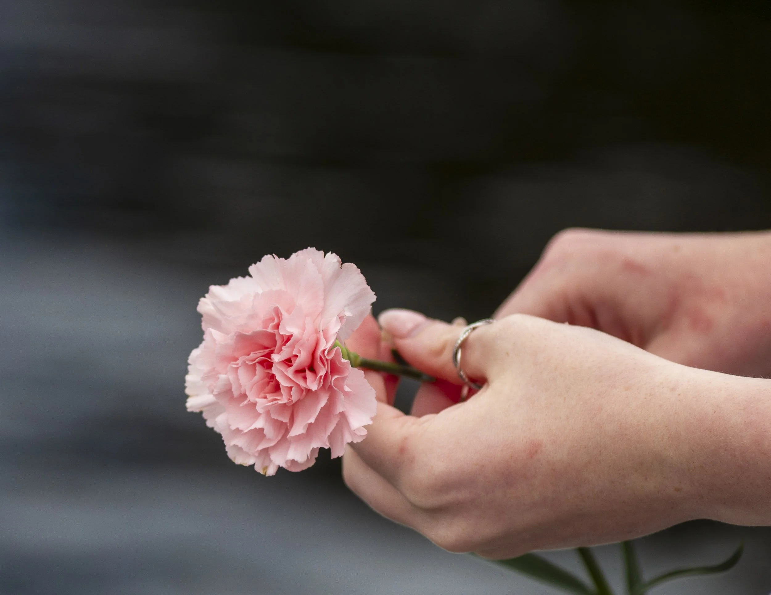 Close-up of hands holding a pink carnation flower.