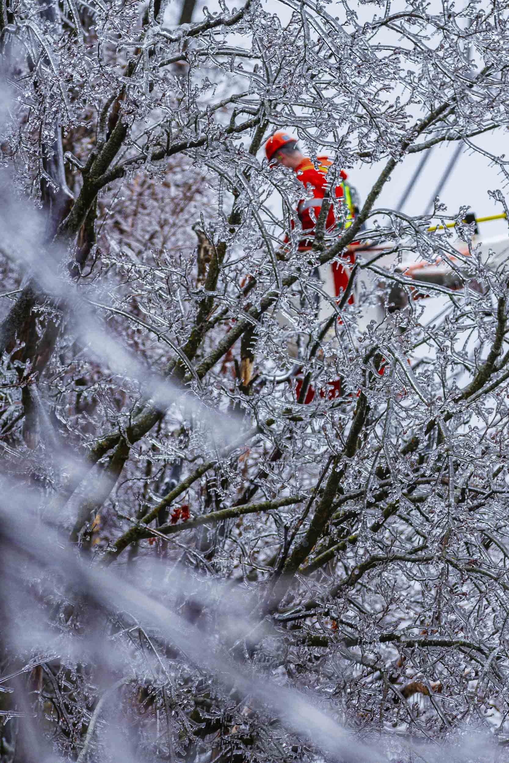 A person wearing an orange helmet and orange safety gear, partially obscured by icy tree branches, is engaged in tree trimming or pruning.