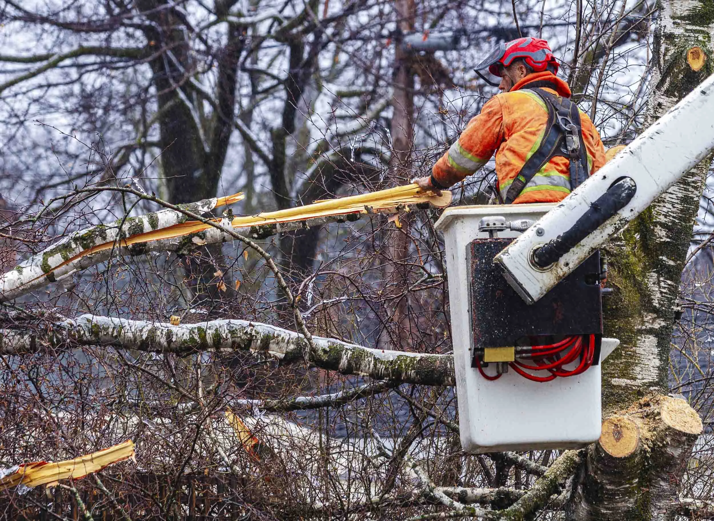 A tree trimming worker in an orange safety jacket and helmet uses a chainsaw and lift bucket to cut branches from a tree. The tree has multiple broken and damaged branches, with some cut and on the ground.