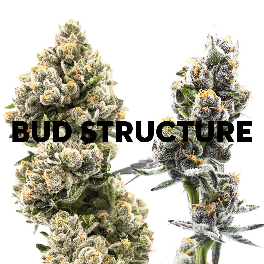 Bud Structure