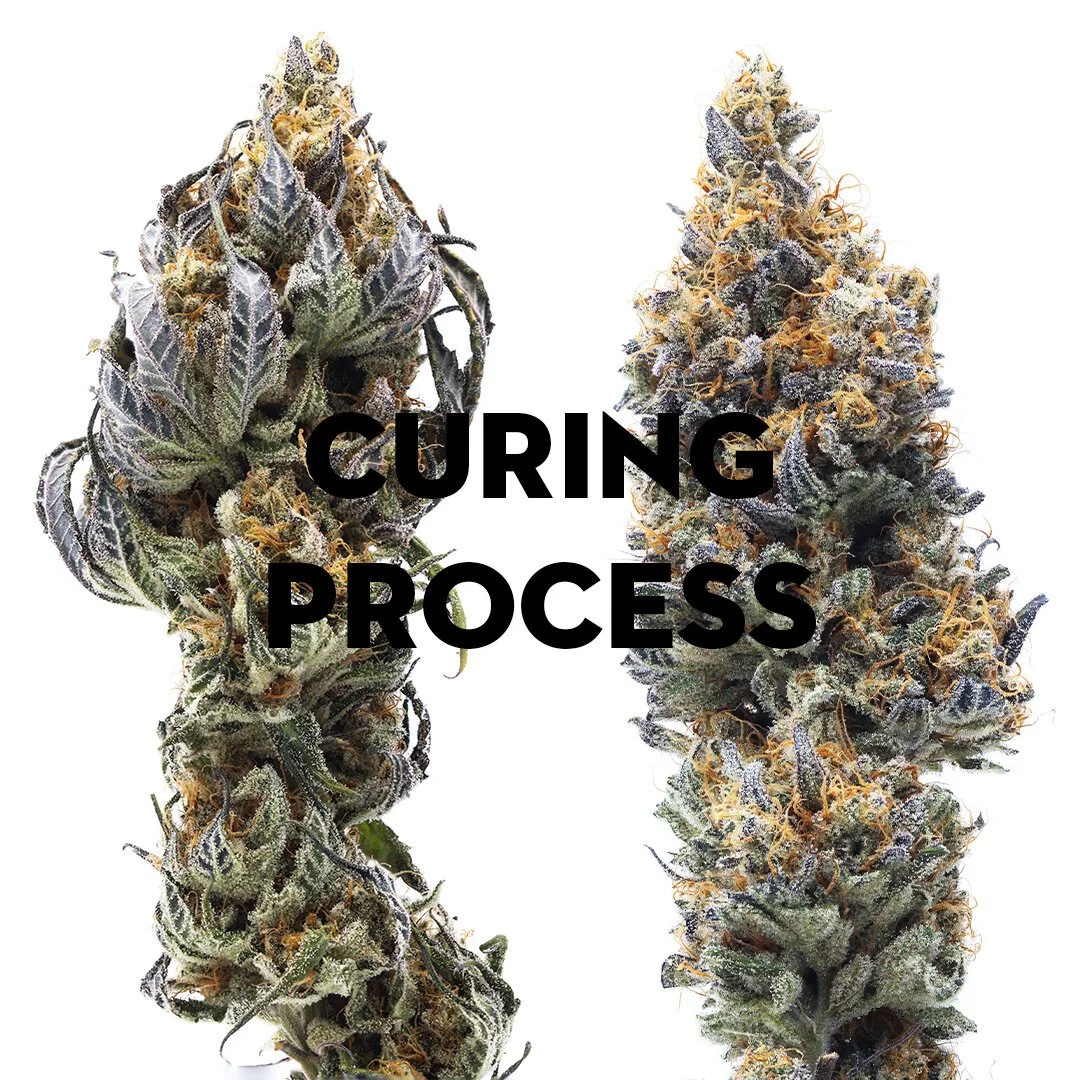 Curing Process