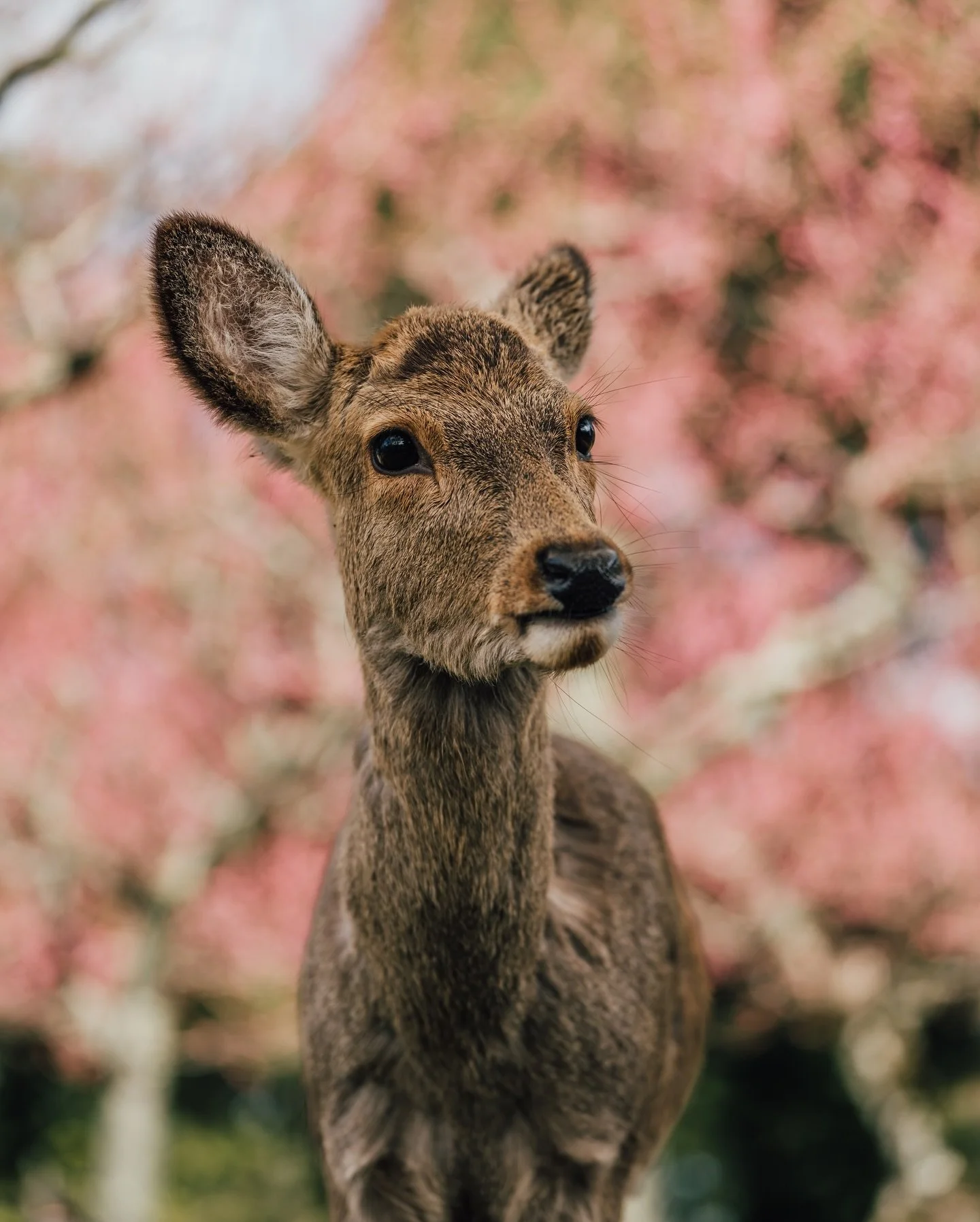 Look at this little cutie we saw at #narapark 🦌🇯🇵