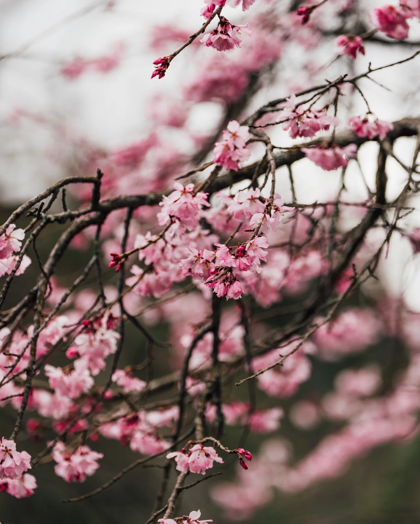 🌸🍒