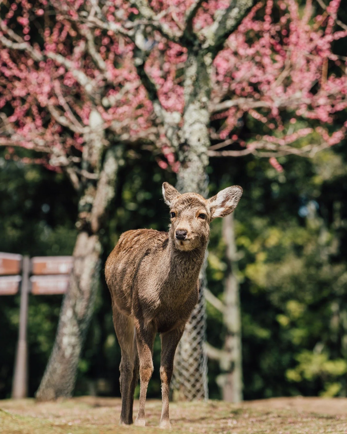 🦌