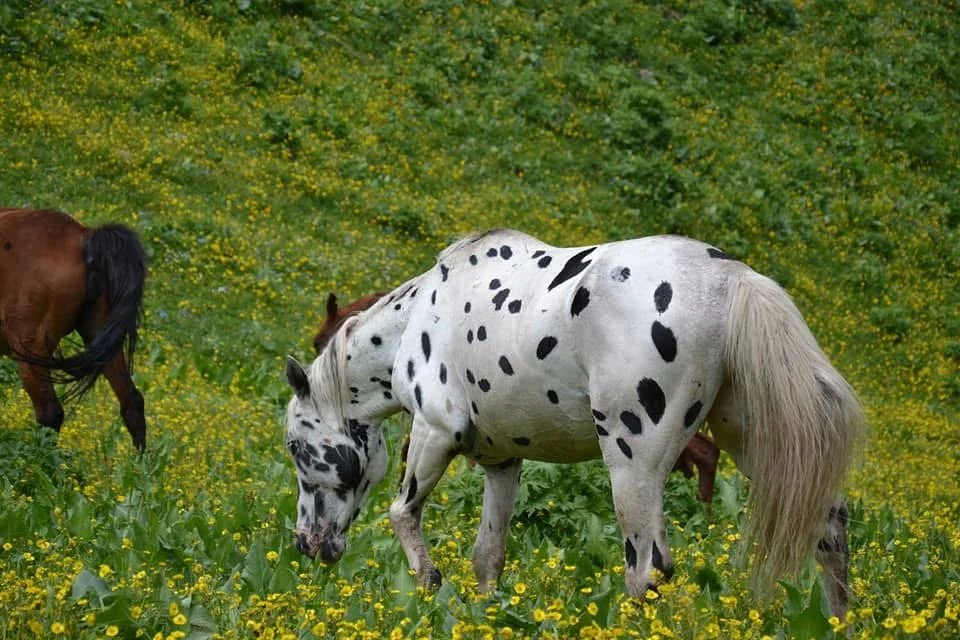 Un cheval Chaar tacheté broute dans un champ de fleurs sauvages jaunes
