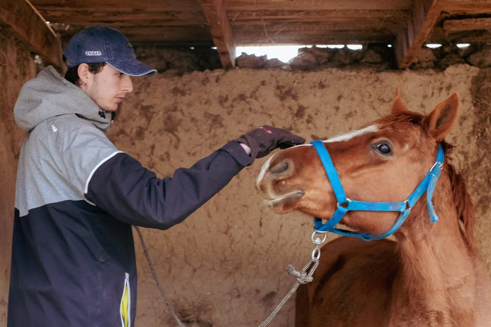 A winter volunteer caring for a horse in the stable at Chaar Ranch. Photo: Salomé Guilleme