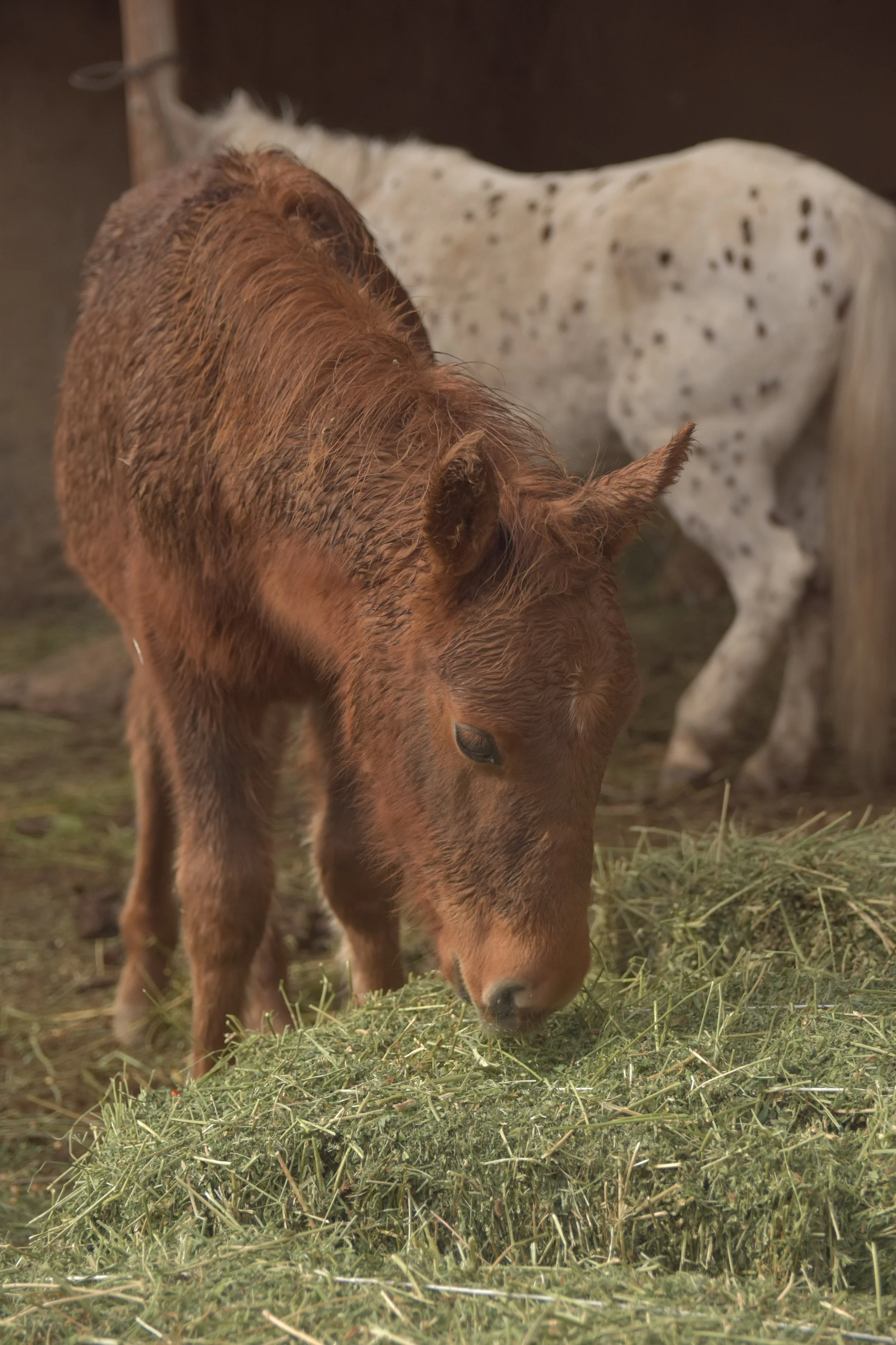 Un poulain brun mange du foin devant un cheval Chaar tacheté