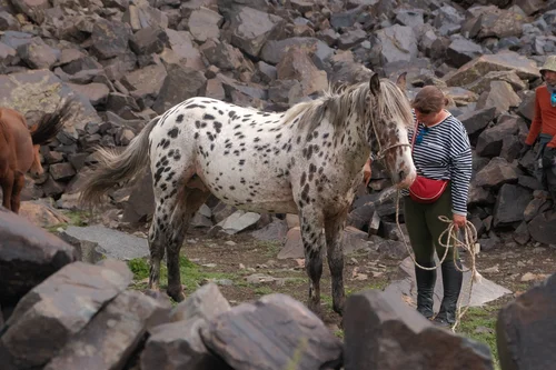 Alice Shirley standing with the spotted stallion Tan Suluu among rocks in the Kyrgyz mountains