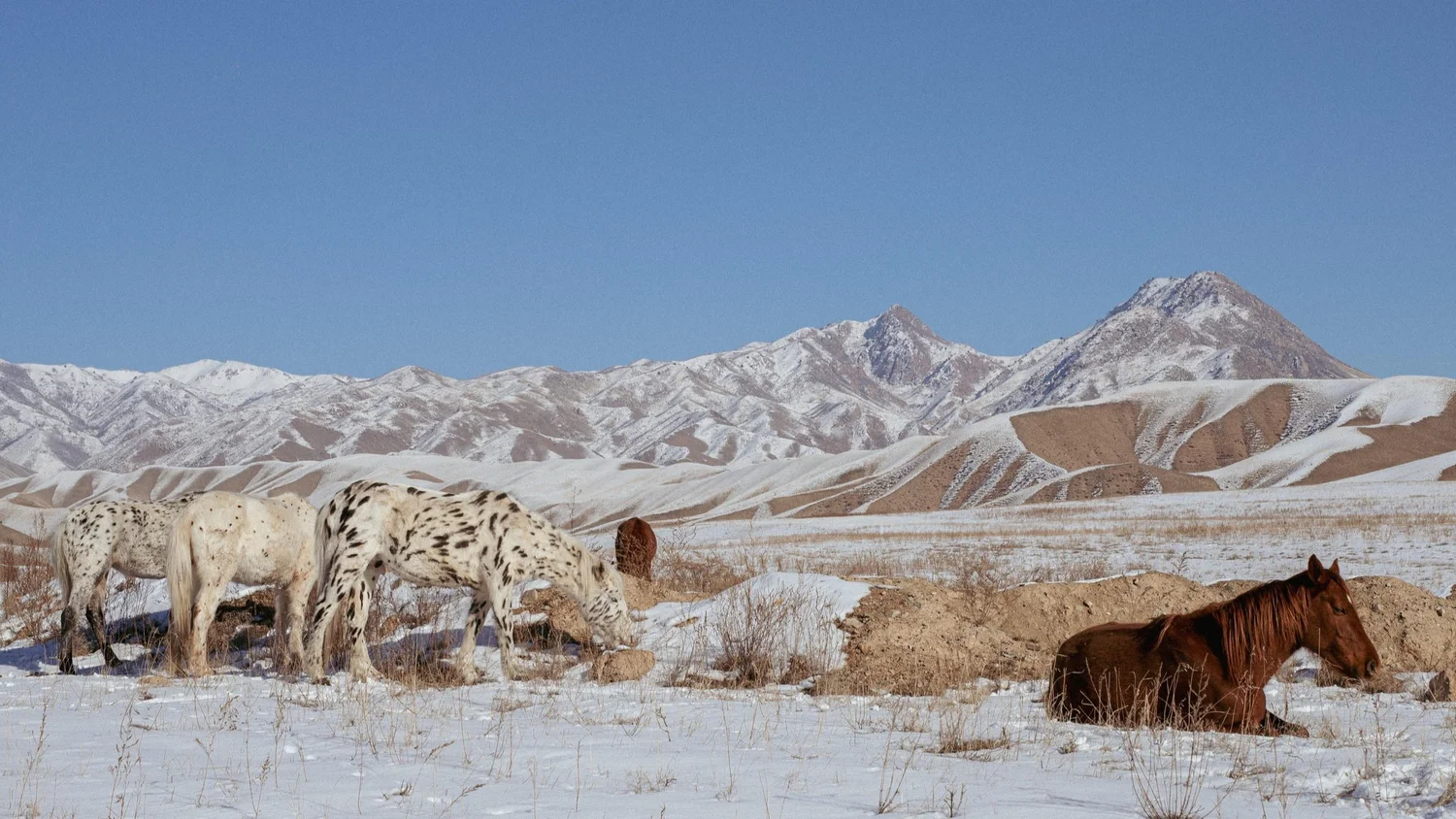 Chaar horses in the snow below the mountains in winter, when they come down to the ranch. Photo: Salomé Guilleme