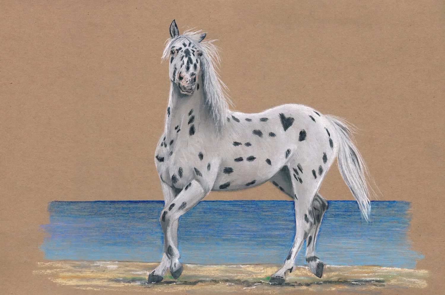 Marie Laure Fromenteil's pastel illustration: a spotted Chaar horse standing by the water's edge