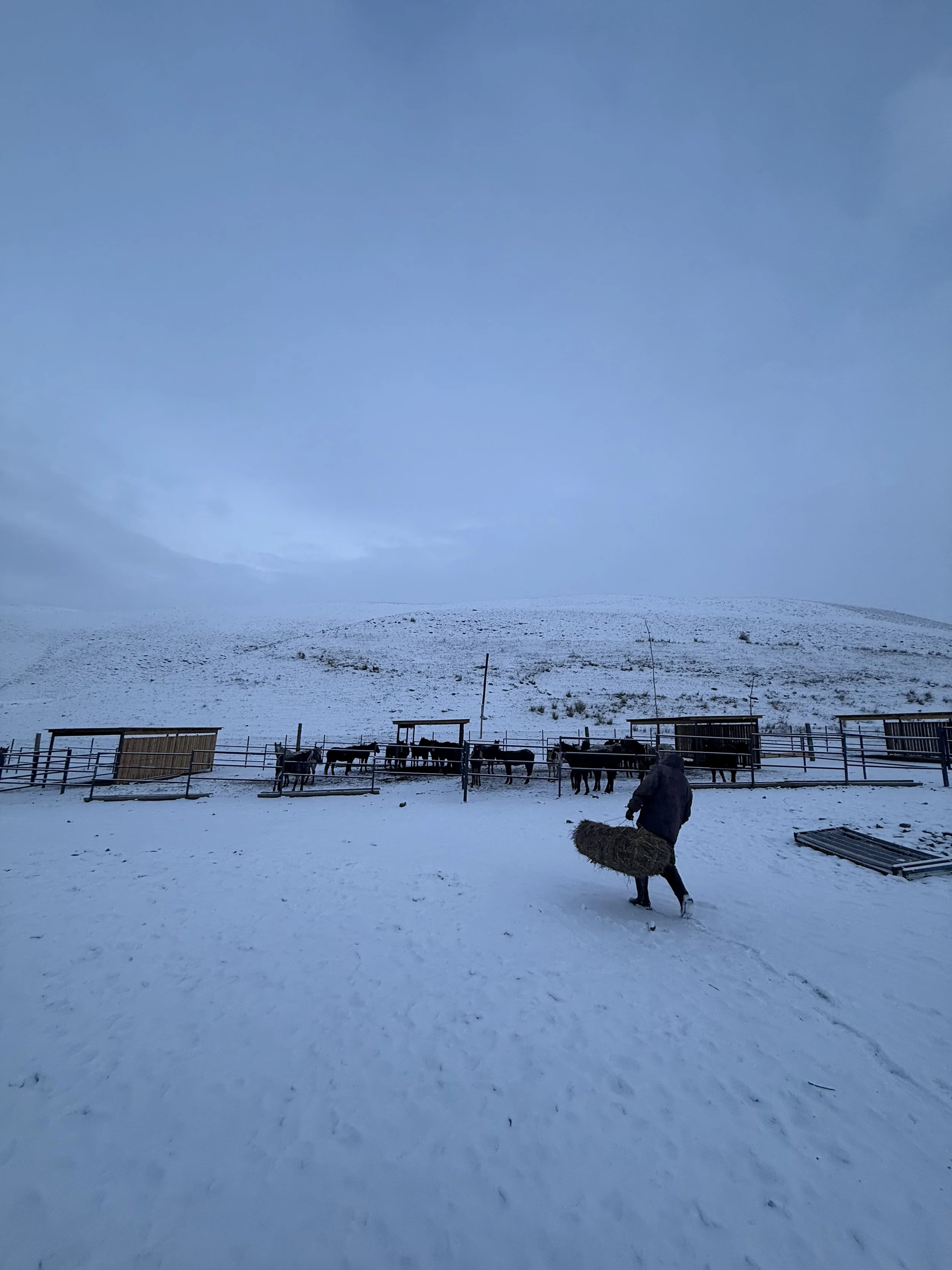 A herdsman carries hay across a snowy corral at dusk