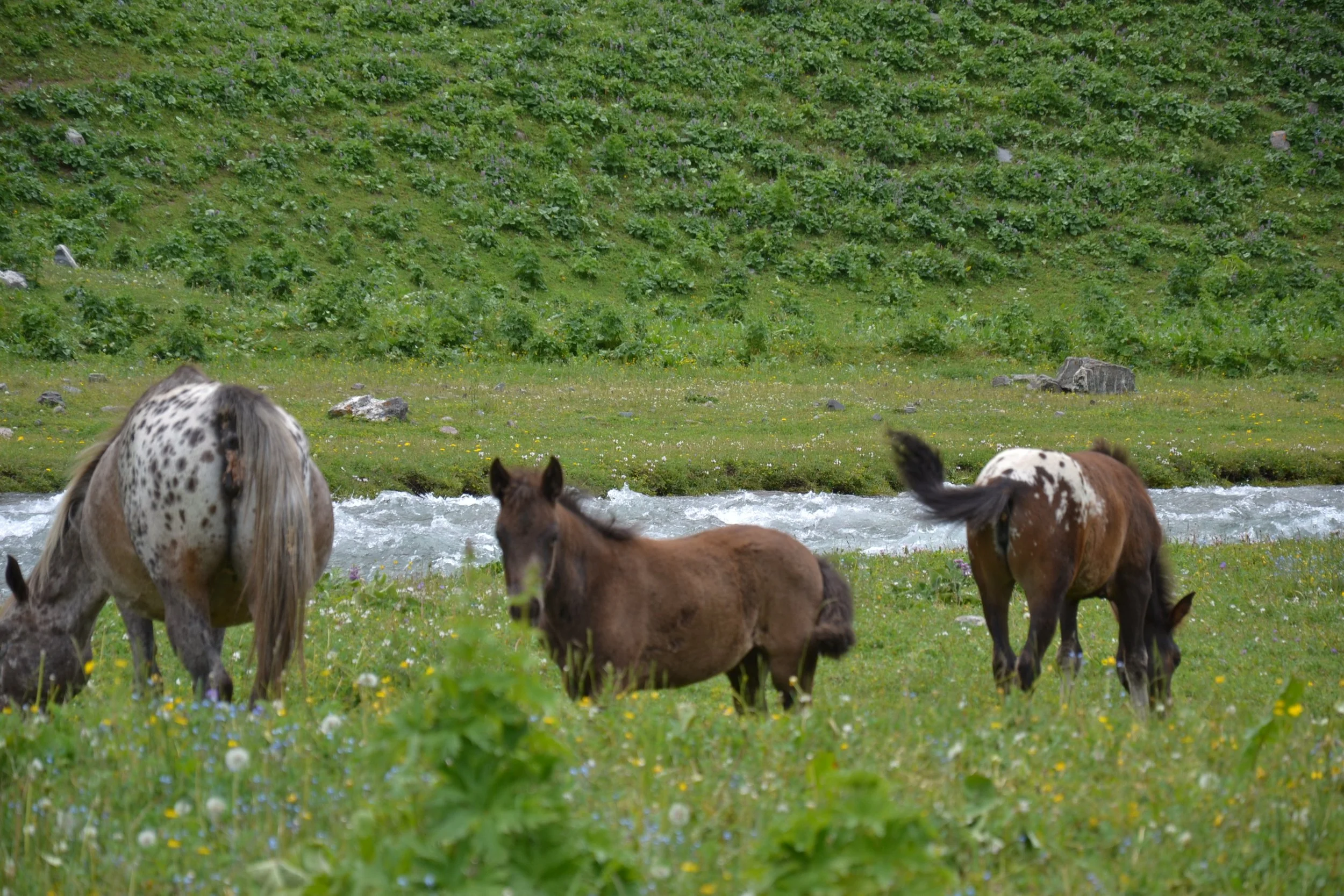 Foals and a spotted Chaar horse grazing near a mountain stream