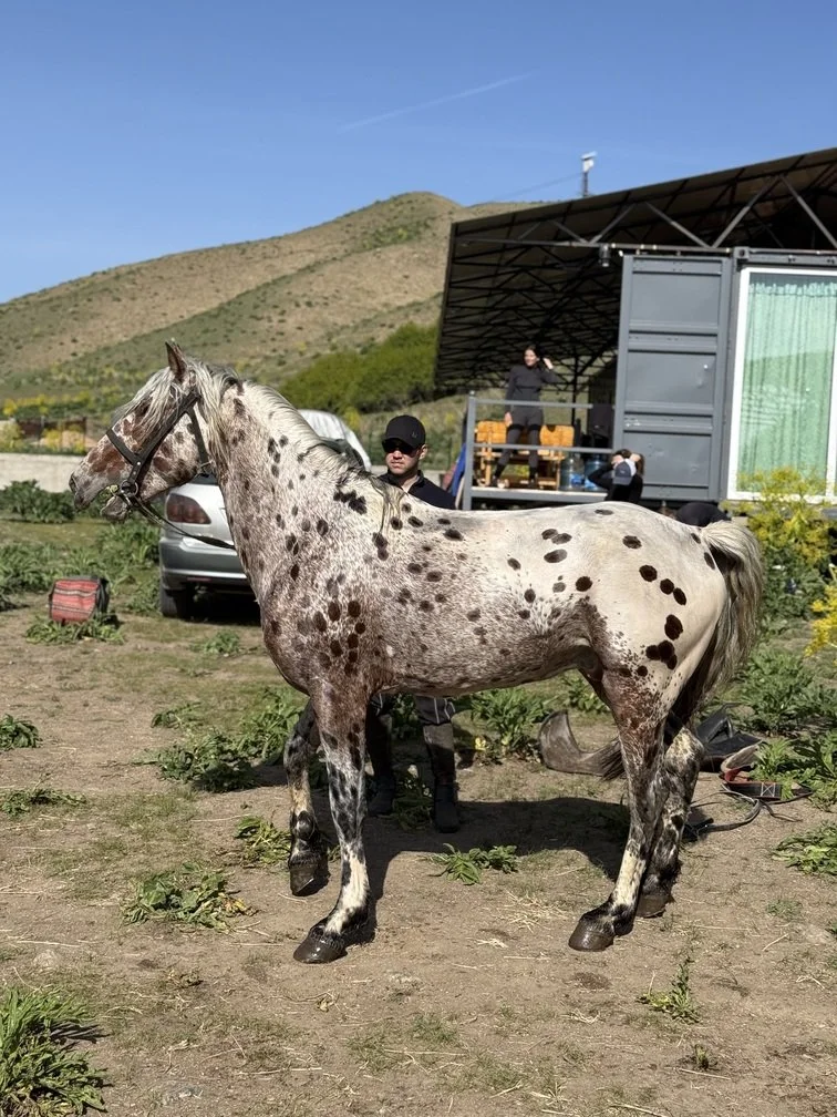 A spotted Chaar horse standing beside a car and cabin in the mountains