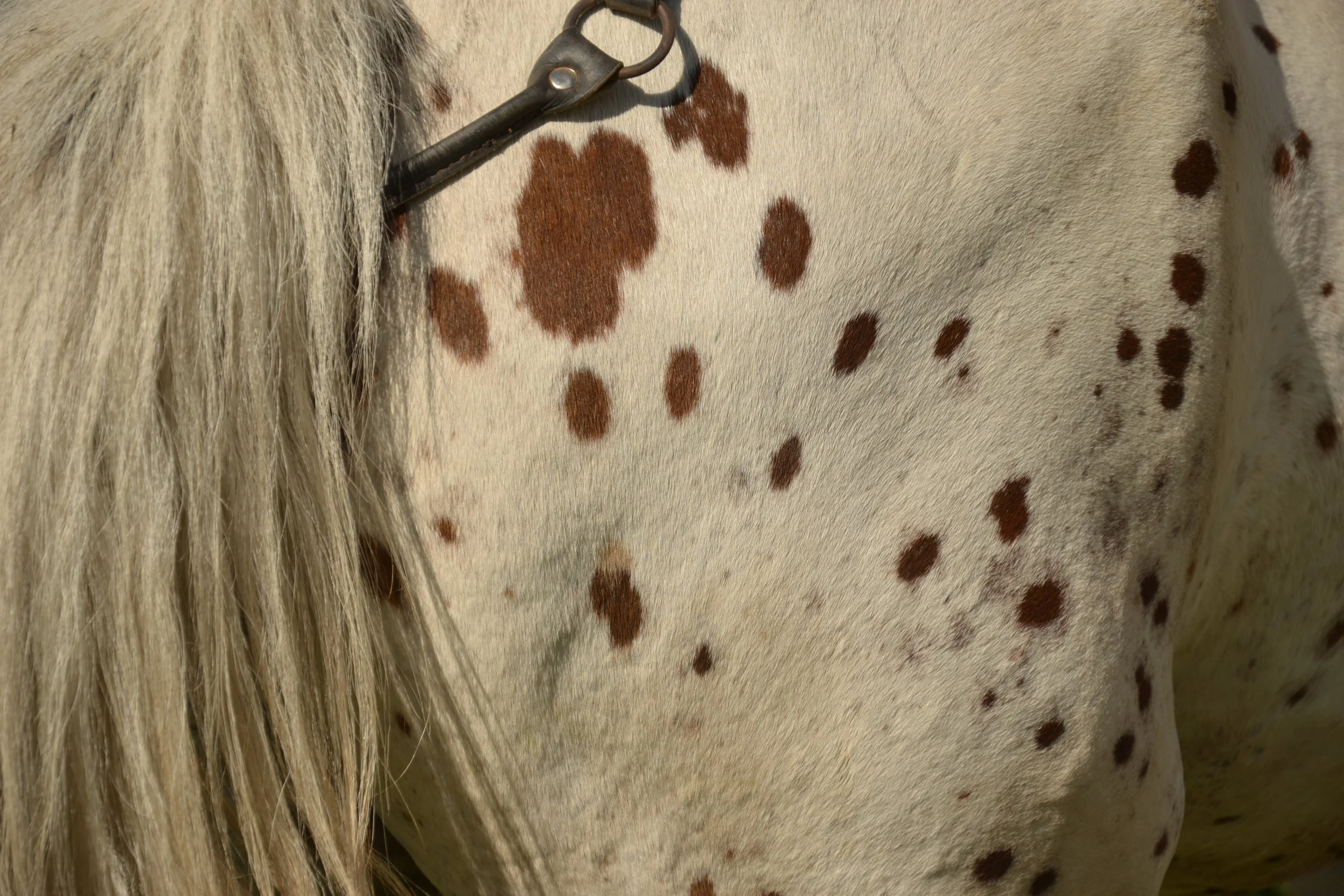 Close-up of reddish-brown spots on a Chaar horse's white coat