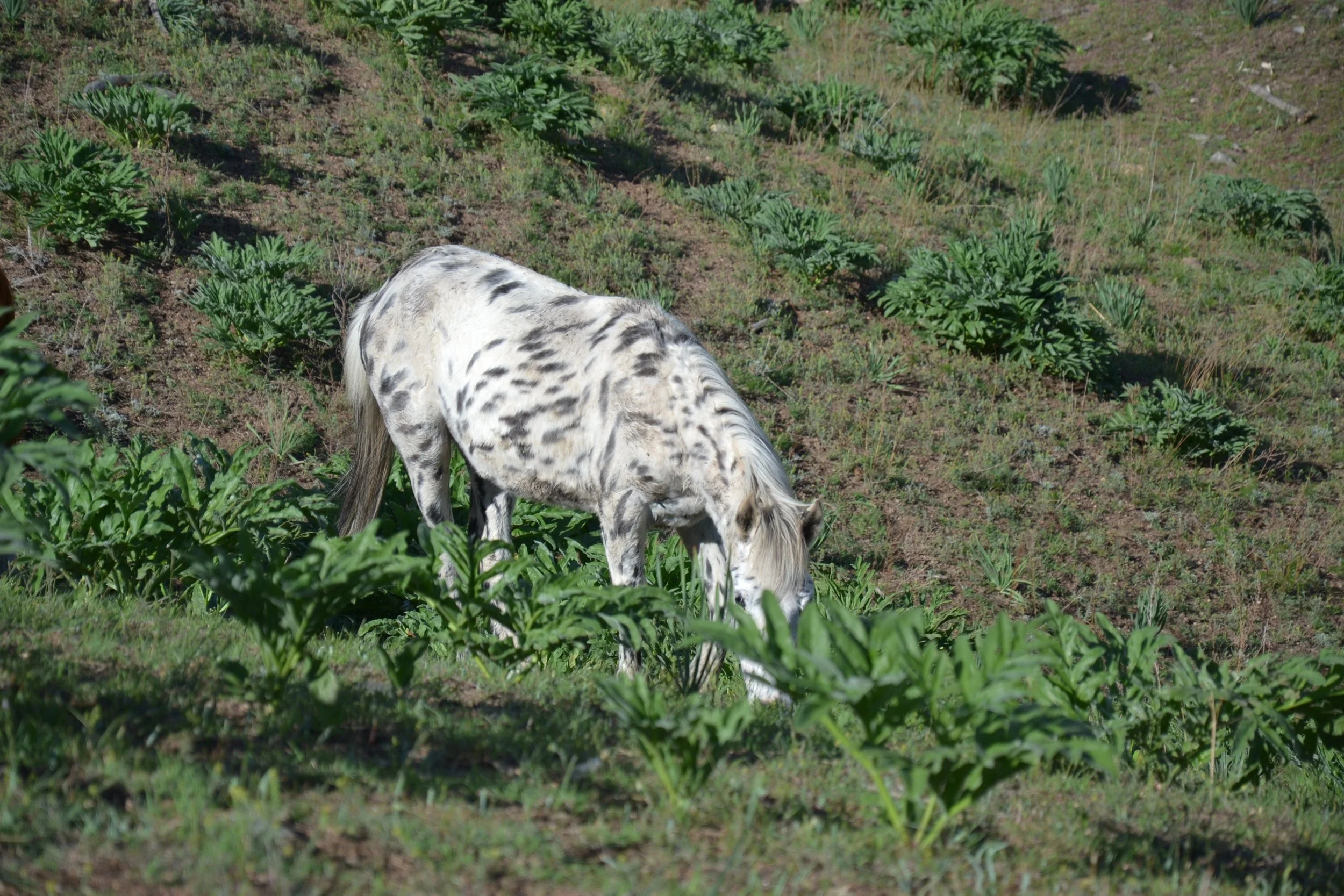 Un cheval Chaar tacheté broute parmi les plantes printanières