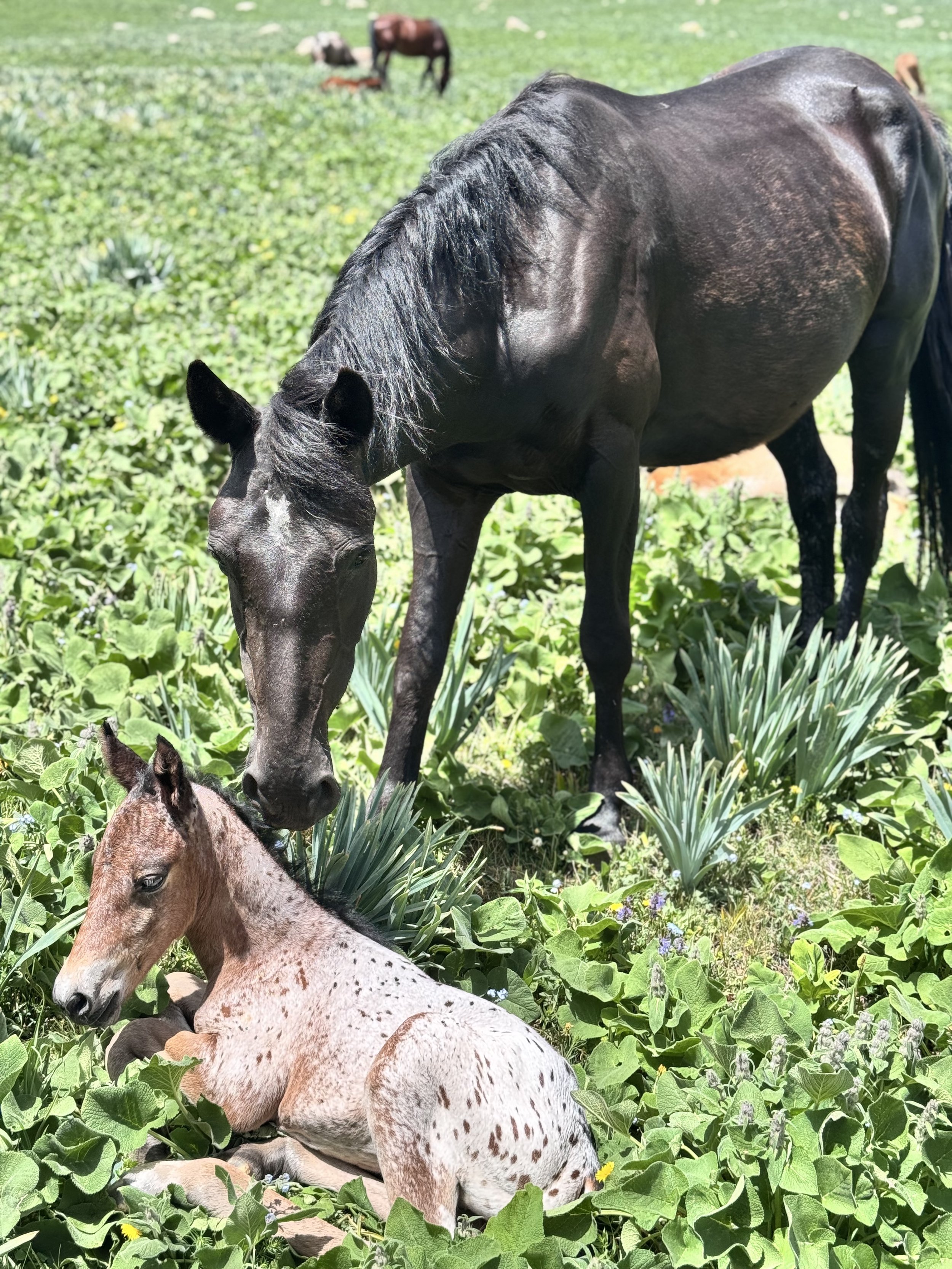 A spotted Chaar foal resting beside a dark mare in a green pasture