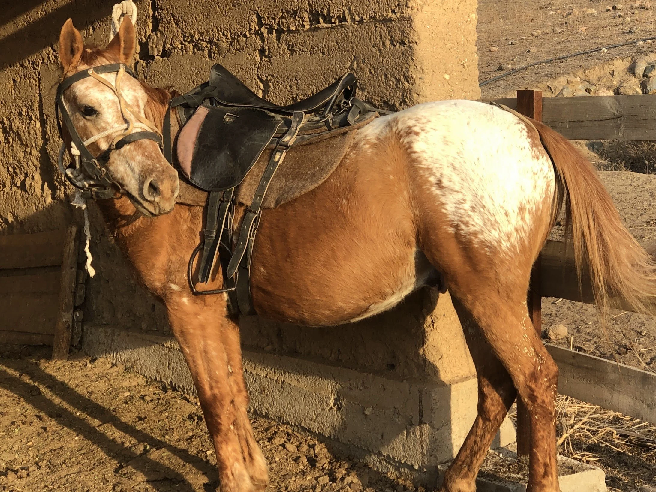 Un cheval Chaar fauve et blanc sellé, attaché à côté d'un bâtiment en briques de terre crue