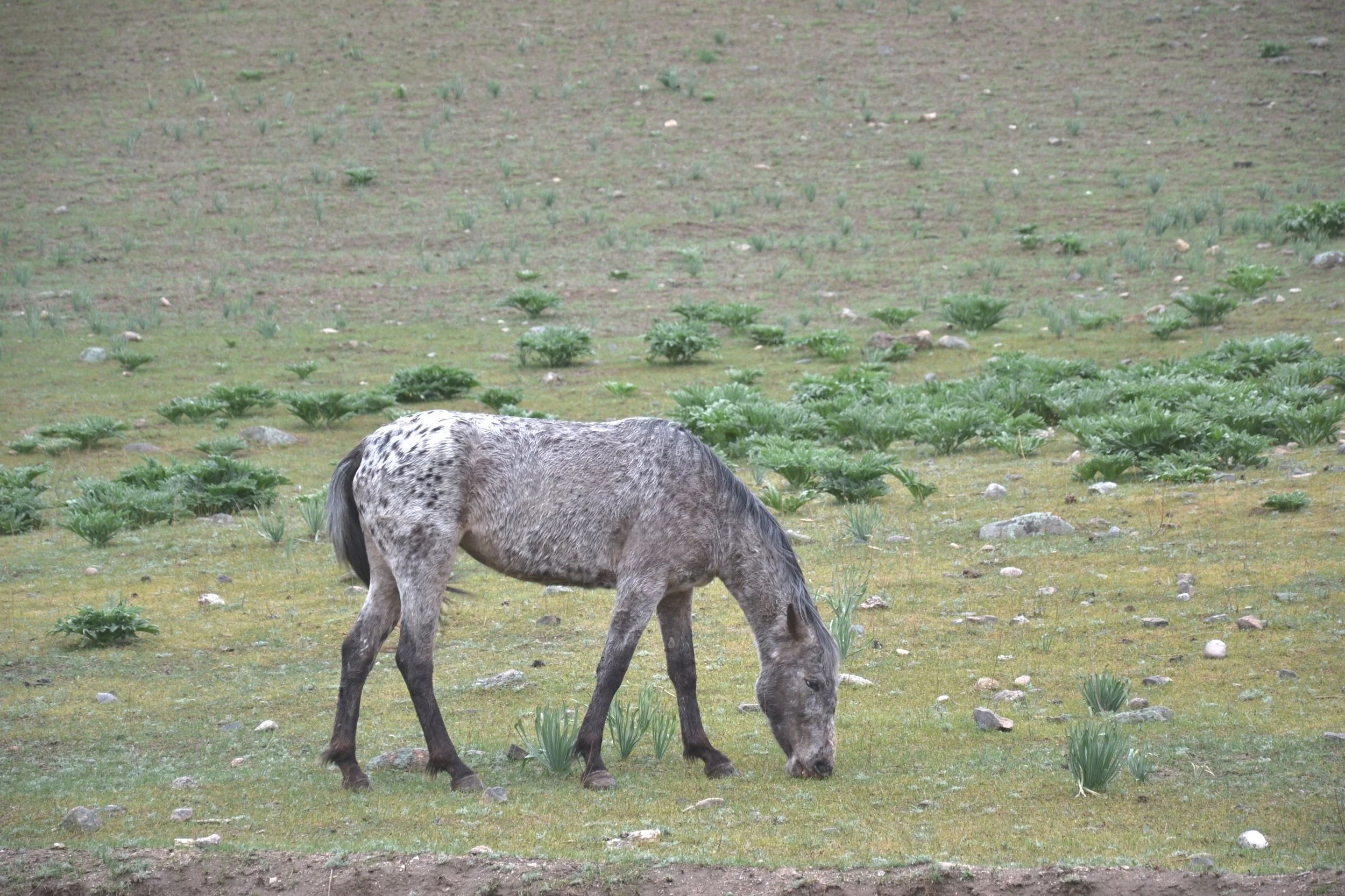 Un cheval Chaar gris tacheté broutant dans le pâturage printanier