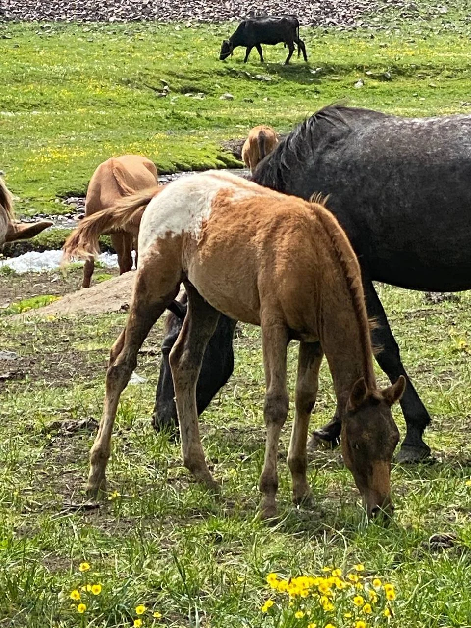 A foal grazing near cattle and a dark horse in a pasture