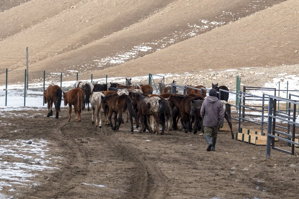 Un berger conduit un groupe de chevaux devant les enclos sur une colline enneigée