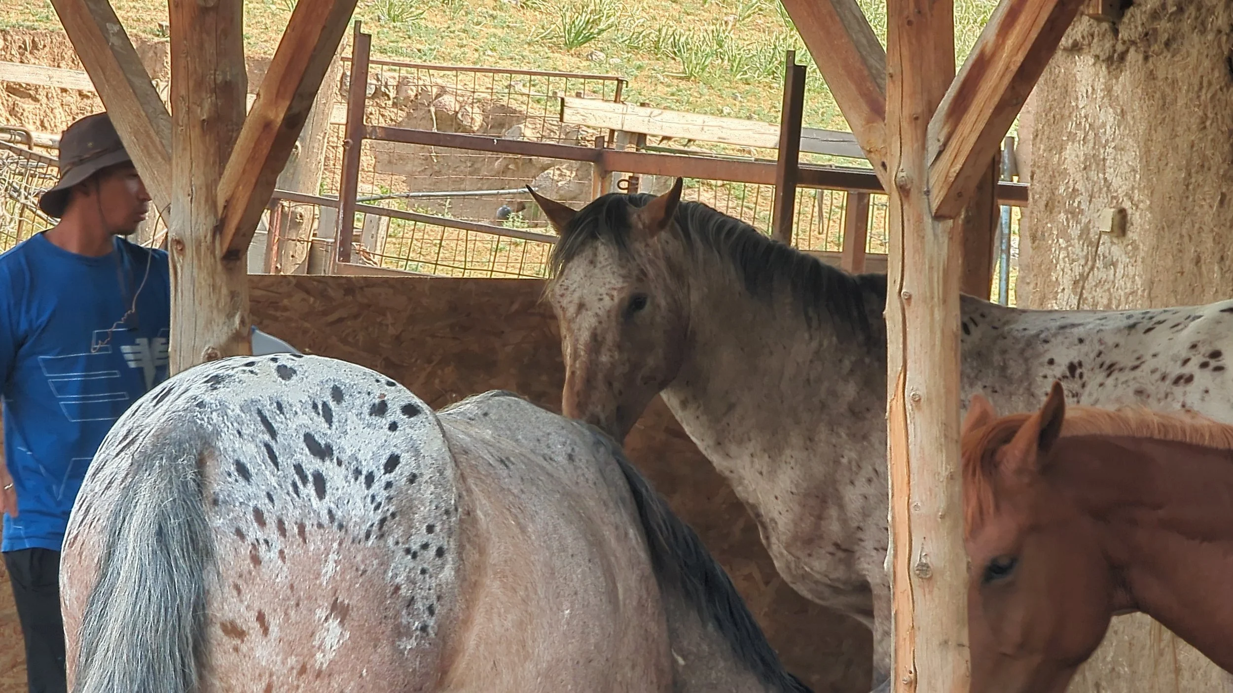 A man standing beside a spotted Chaar horse and a foal under a shelter