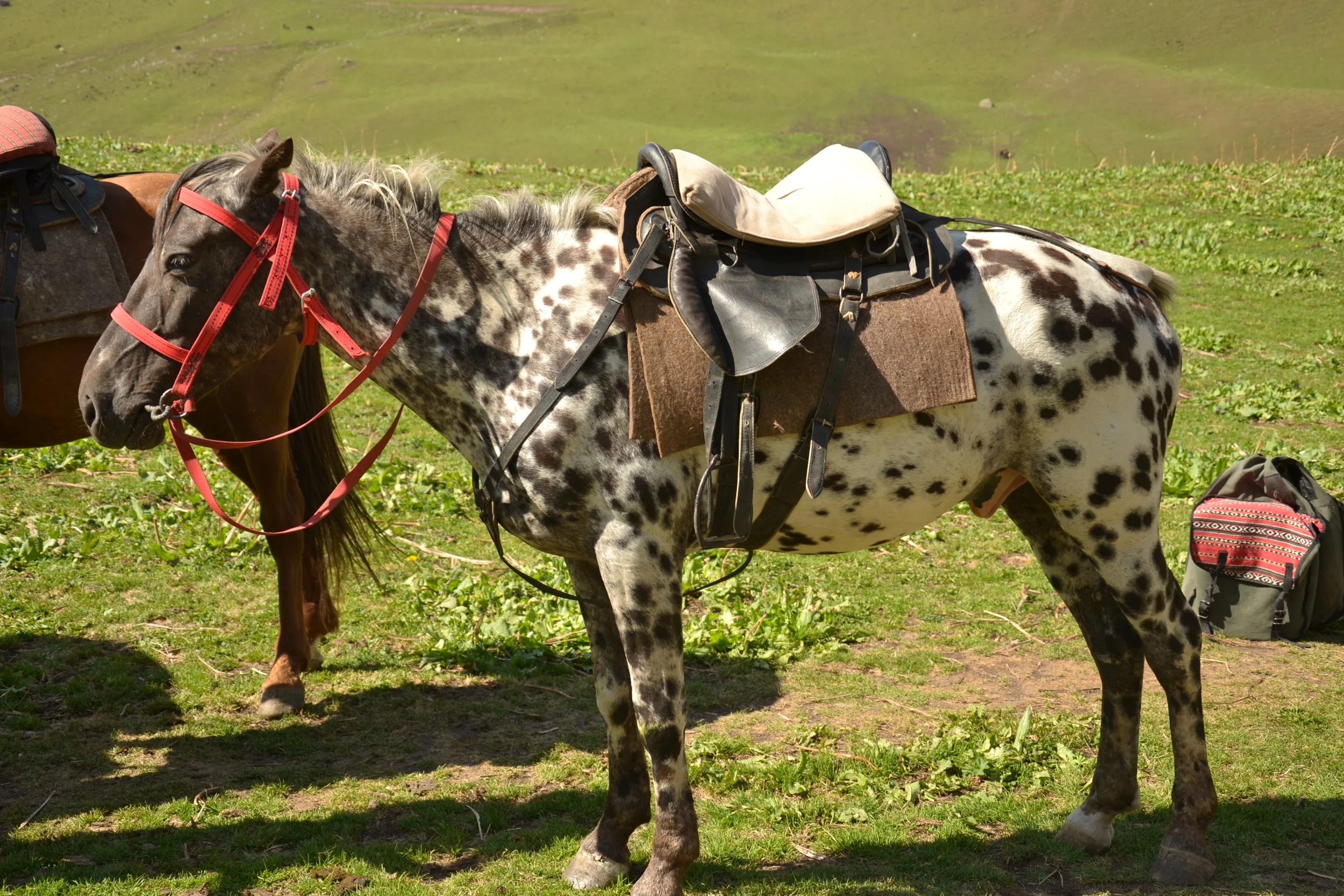 A saddled spotted Chaar horse standing beside a chestnut horse in a pasture