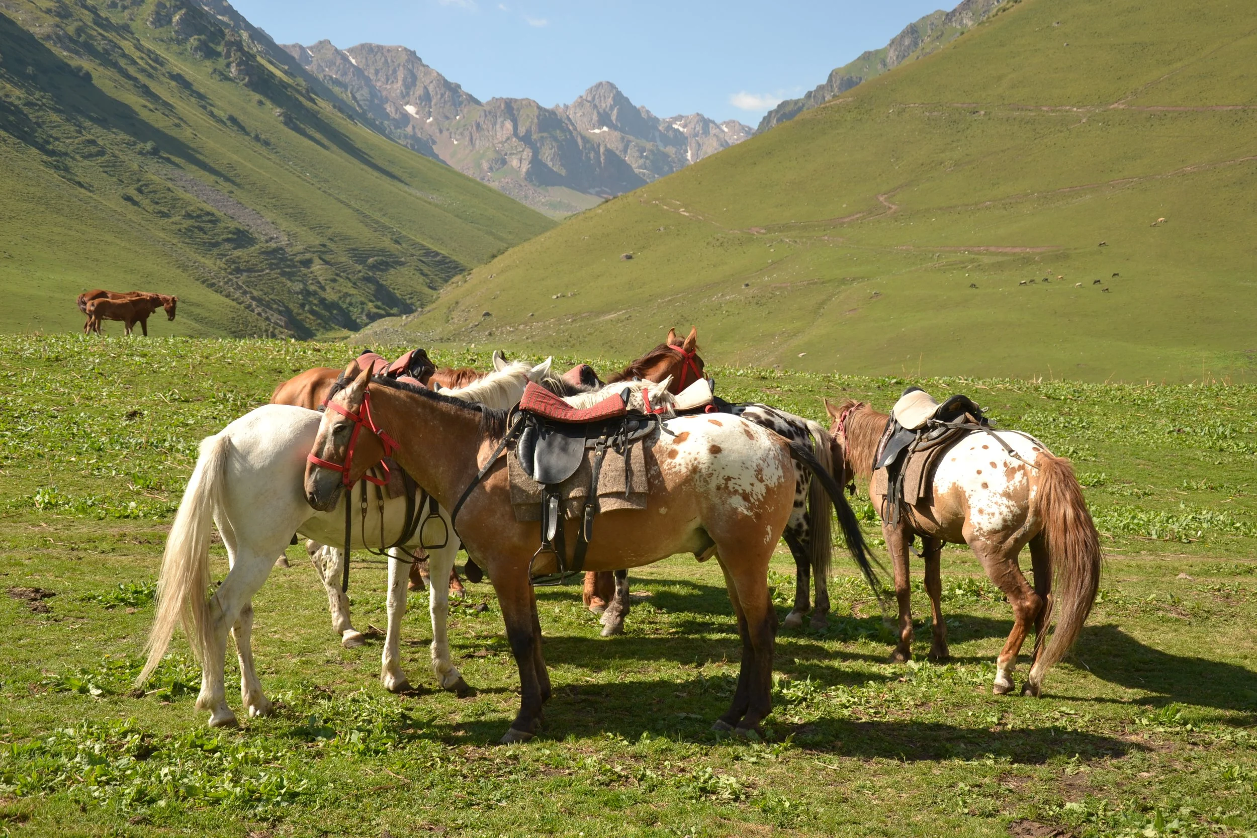 Saddled horses gathered together with mountains in the background