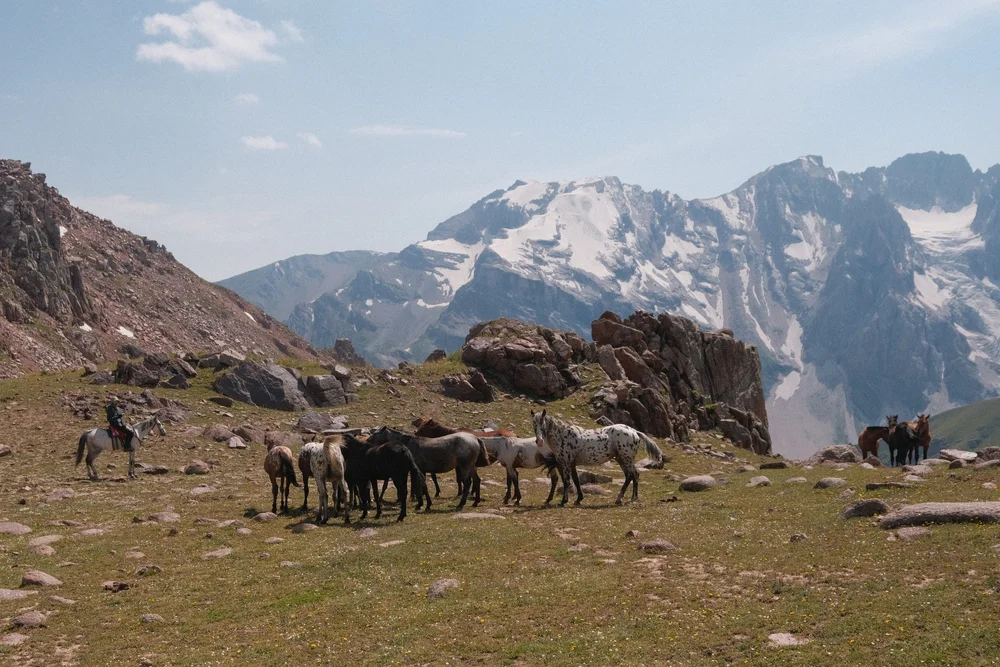 Chaar horses grazing on a mountain meadow below snowy peaks