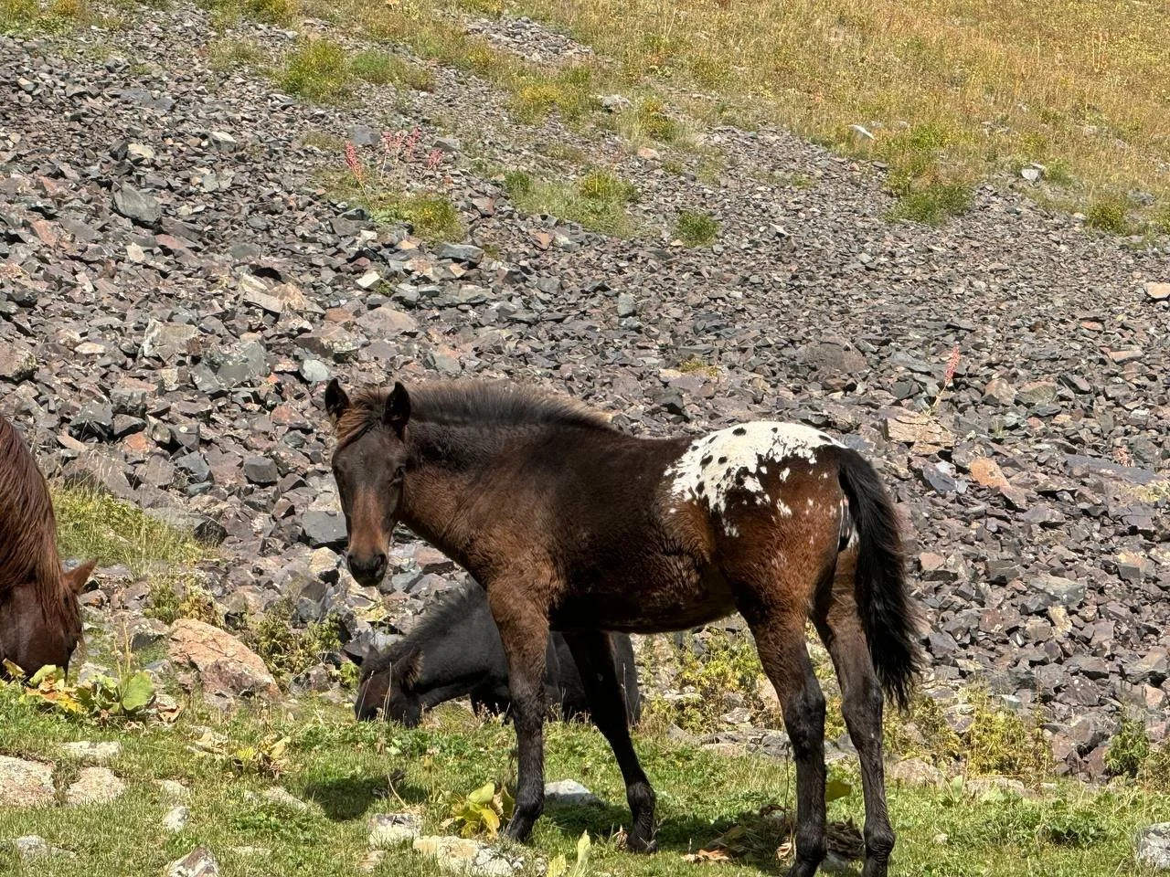 Un jeune cheval Chaar tacheté se tient sur une pente rocheuse