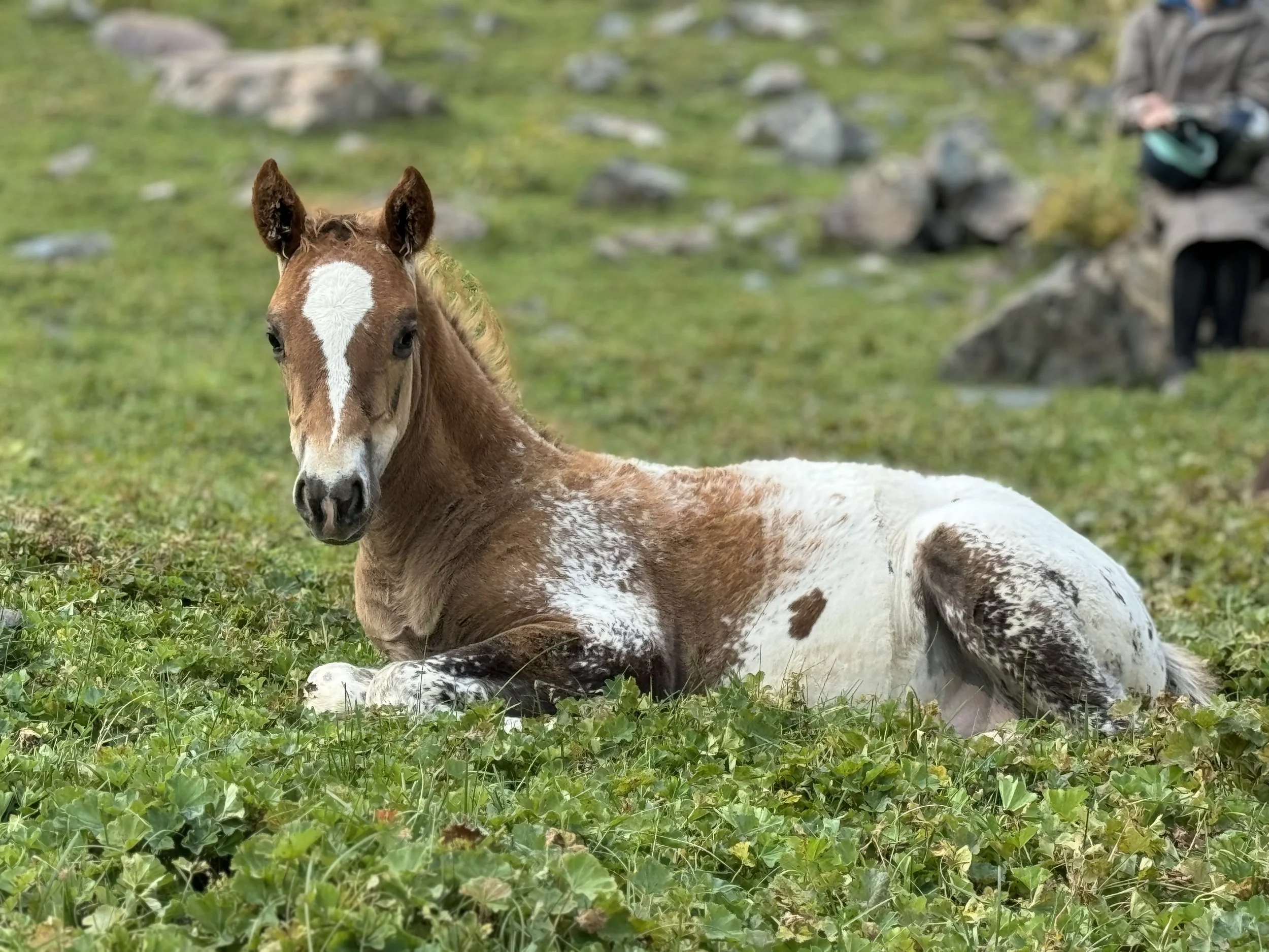 Un poulain brun et blanc se repose dans une prairie rocailleuse
