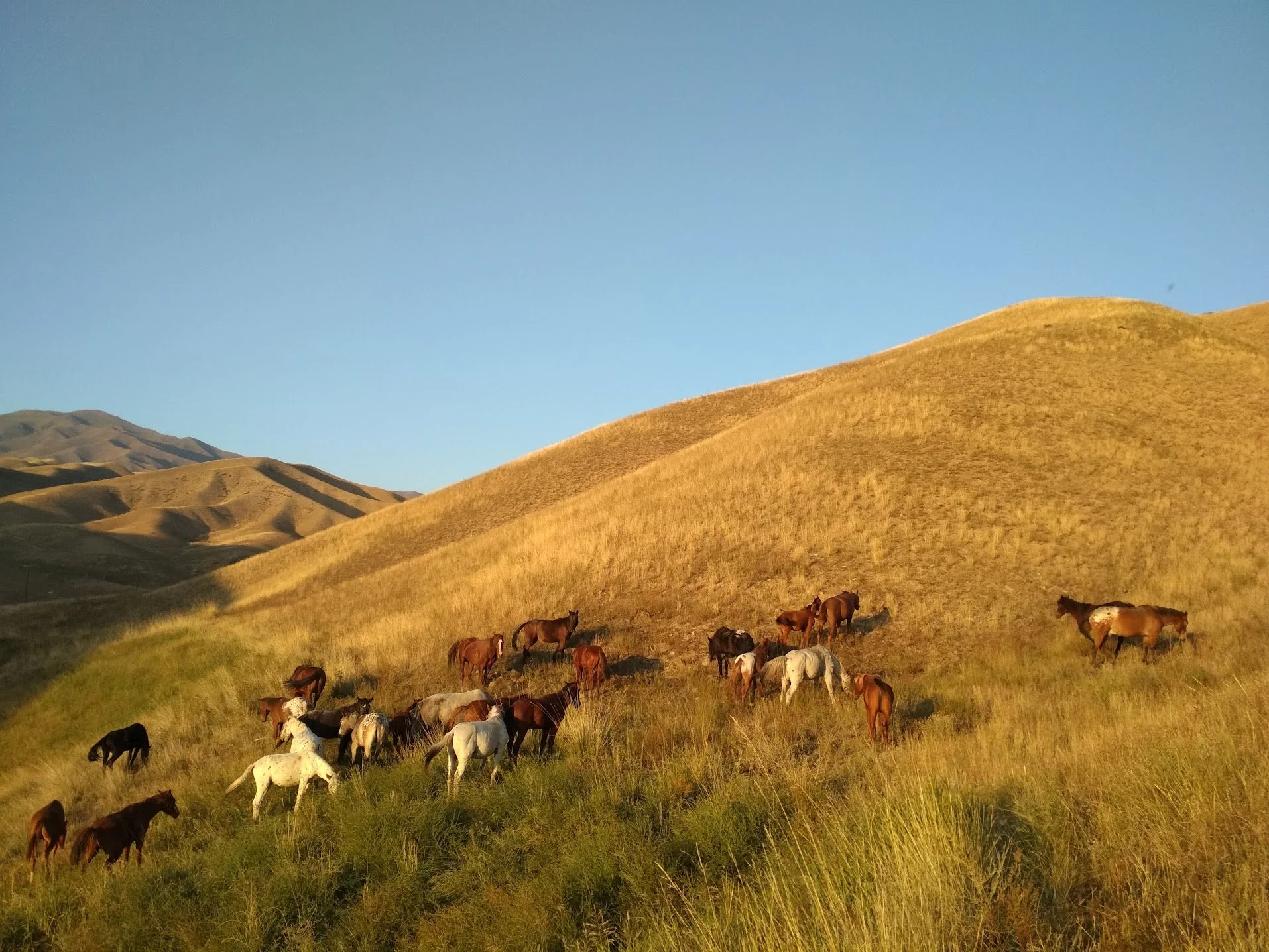 Un troupeau de chevaux s'étendait sur un flanc de colline doré au coucher du soleil