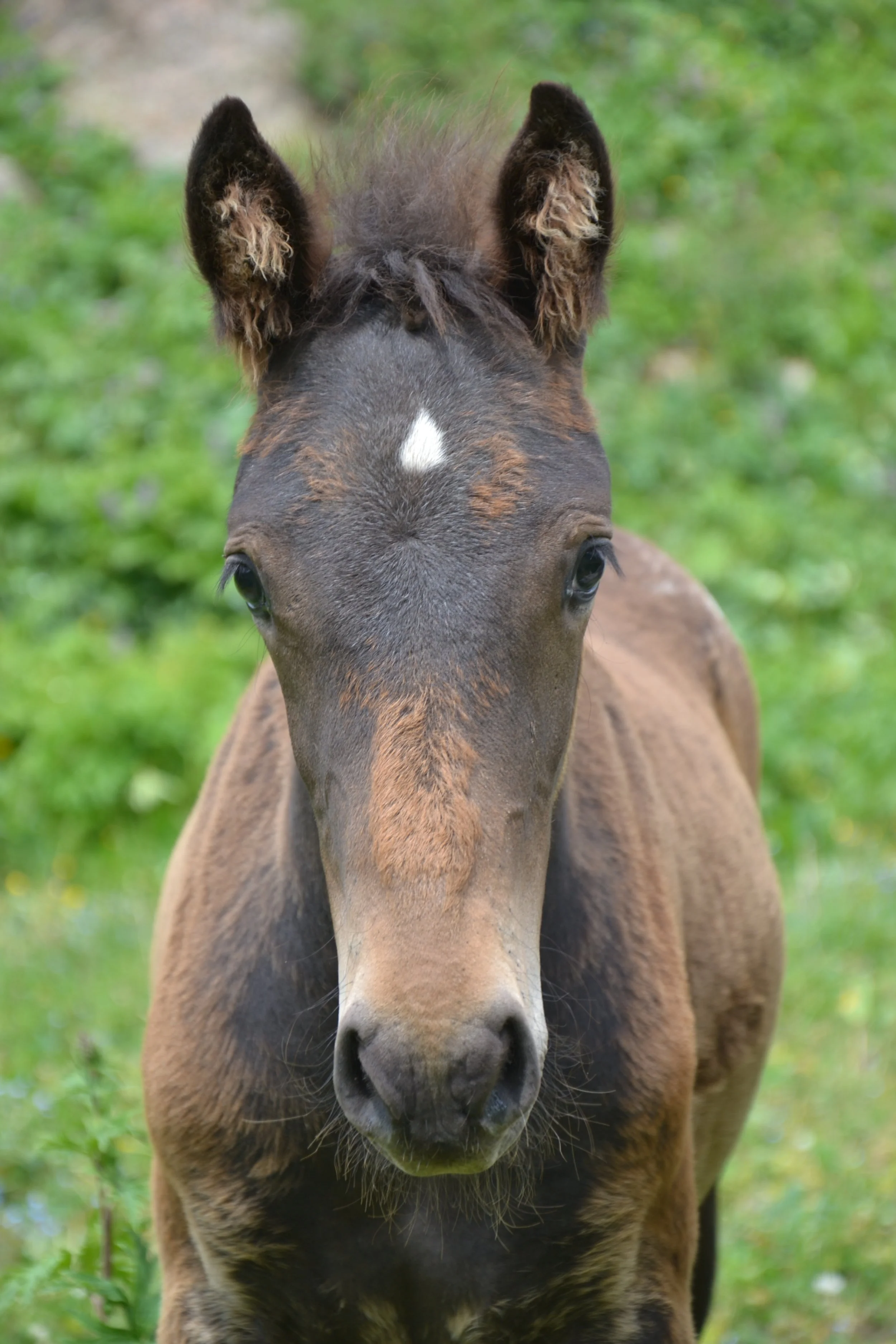 Close-up portrait of a brown foal facing the camera in a meadow