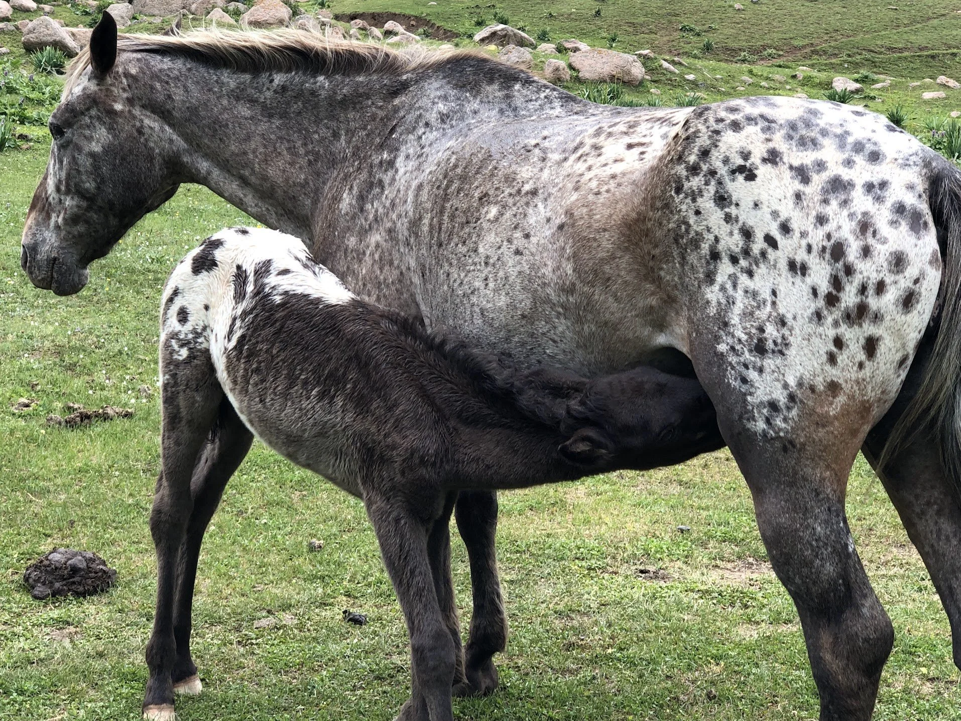 Un poulain Chaar tacheté tète sa mère tachetée dans un pâturage