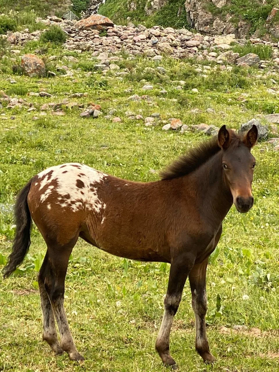 A spotted Chaar foal standing in a rocky green pasture
