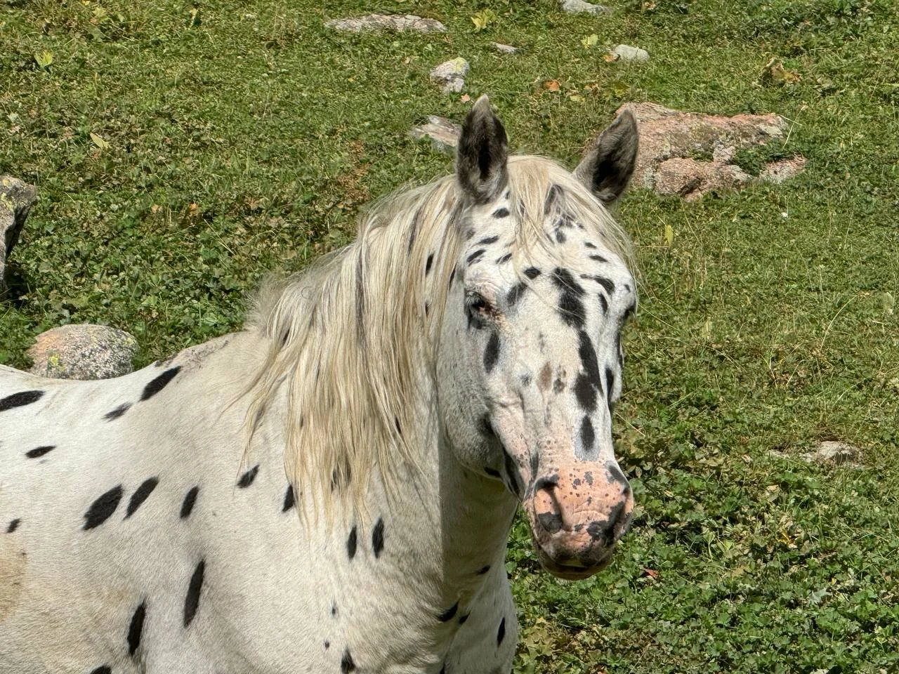 Gros plan sur la tête d'un cheval Chaar tacheté dans un pâturage verdoyant