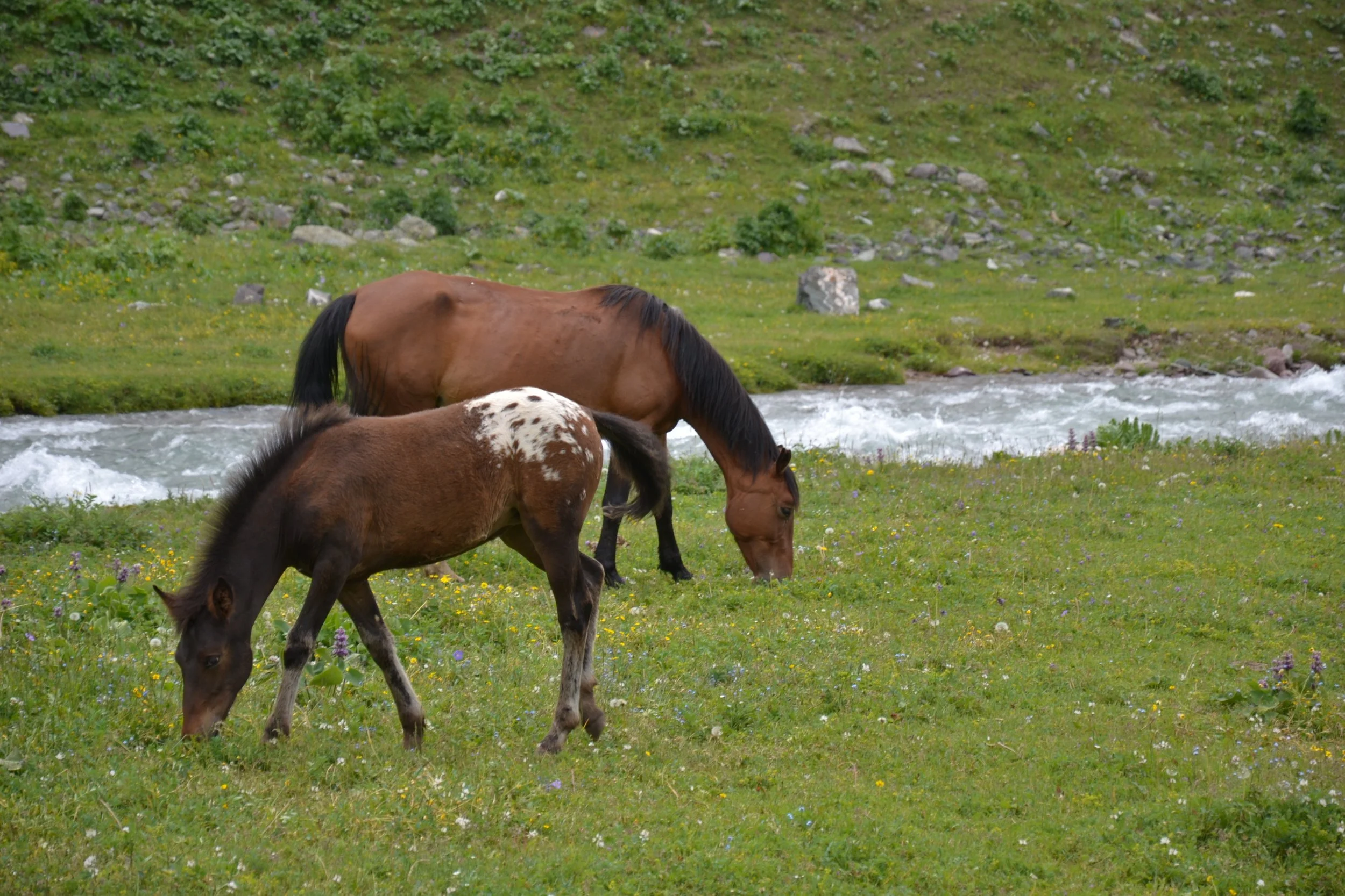 A mare and her foal grazing beside a mountain stream