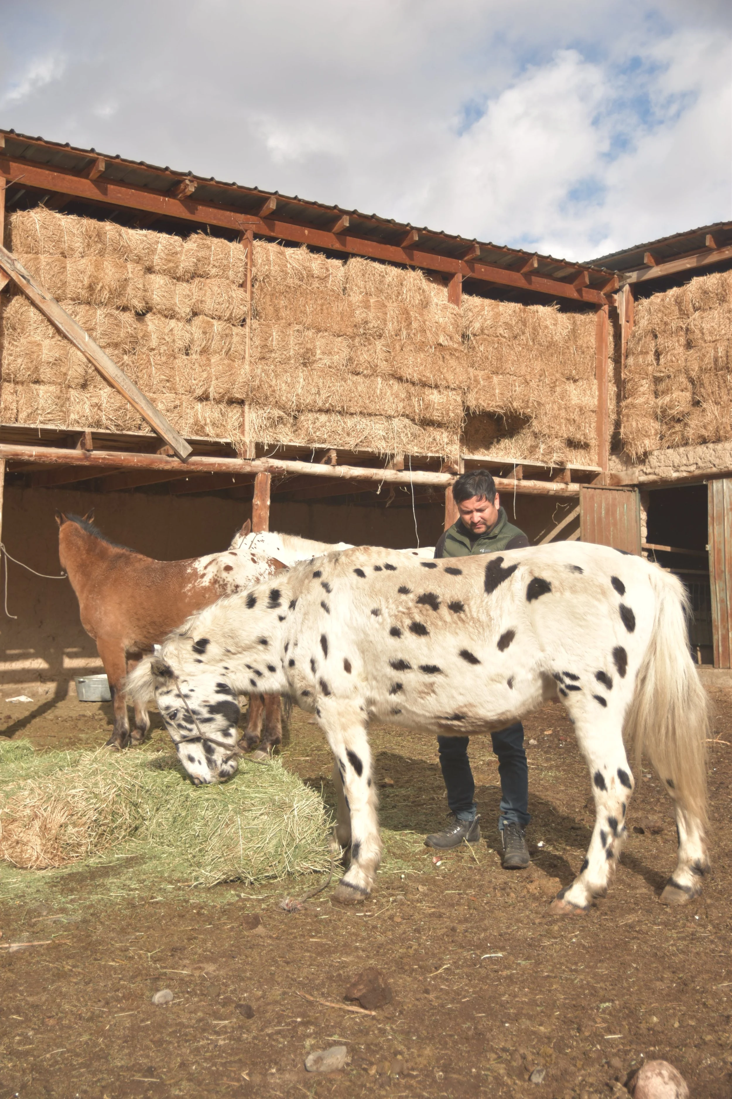 Un homme se tient debout avec un cheval Chaar tacheté et un poney devant une grange à foin