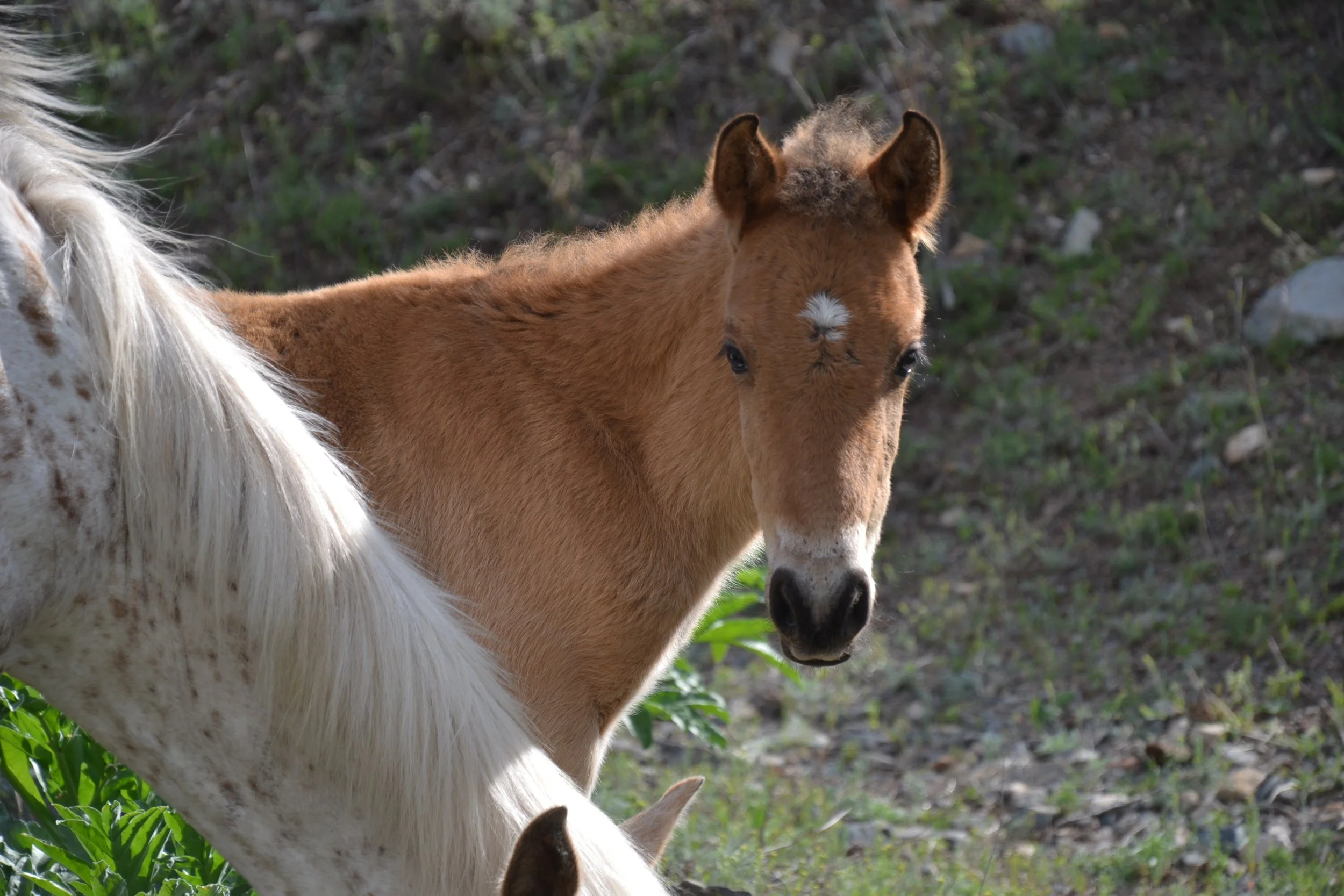 Un poulain alezan avec une liste blanche à côté d'un cheval tacheté